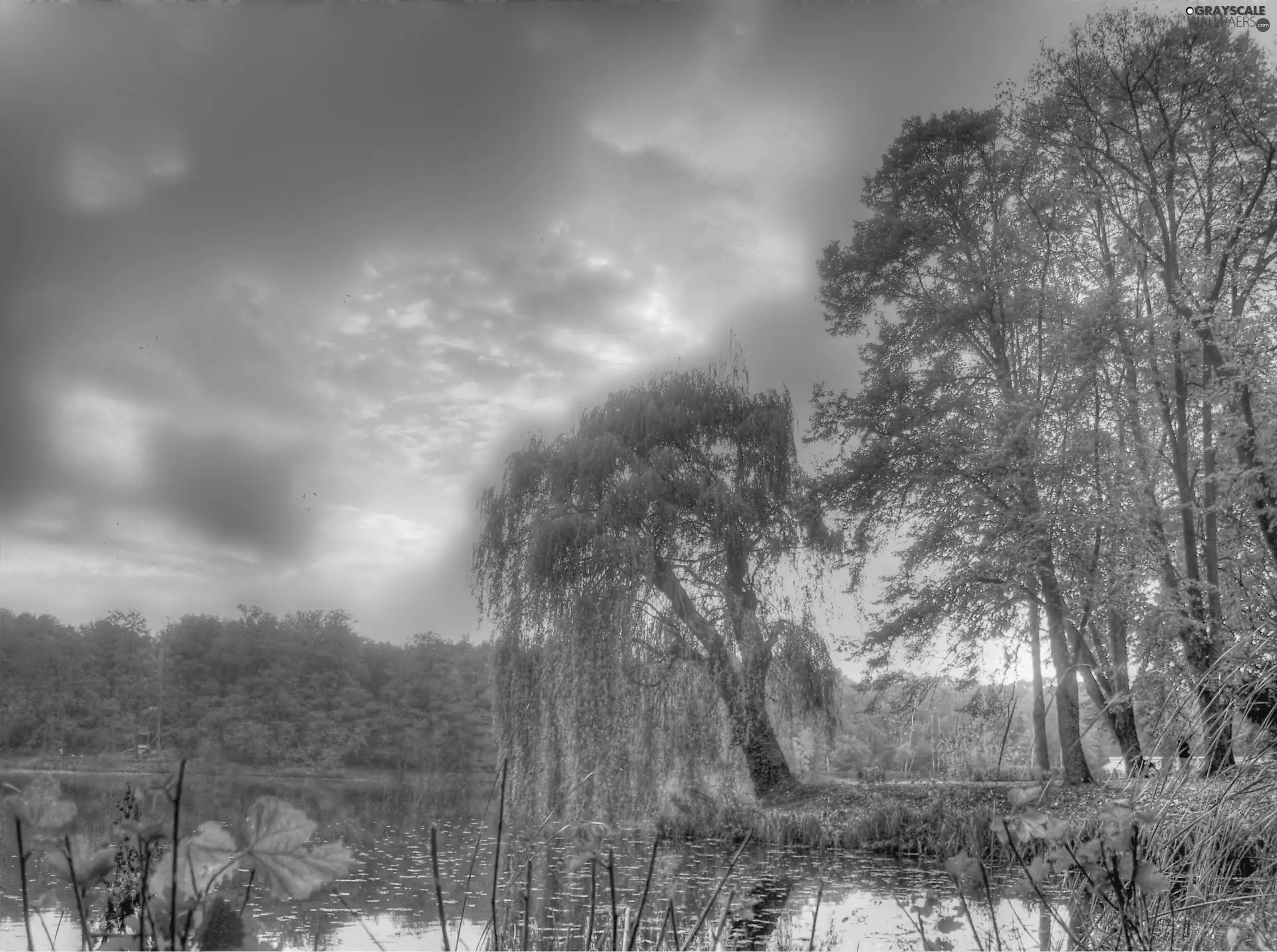 clouds, west, trees, viewes, water, sun