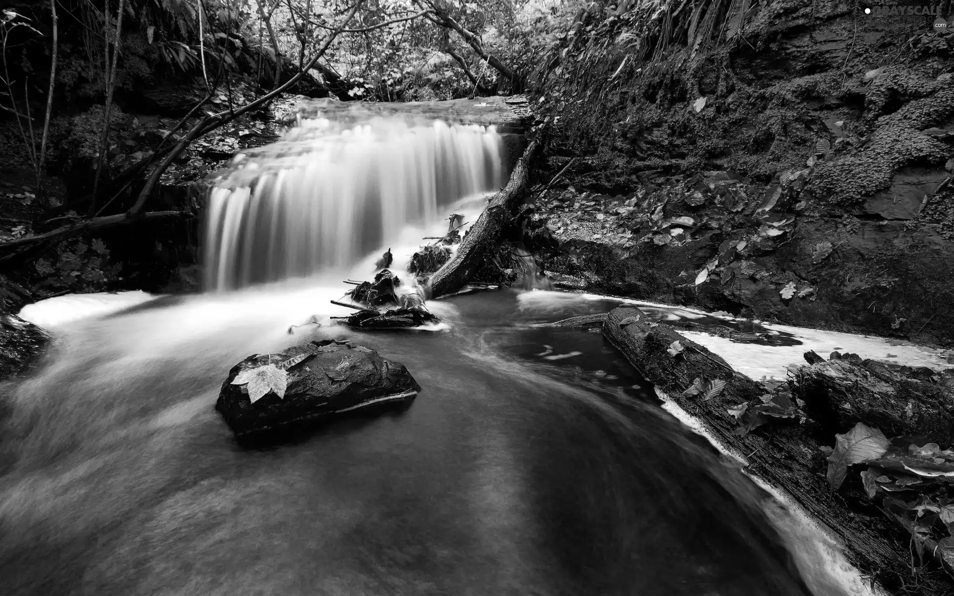 trees, viewes, brook, Leaf, waterfall