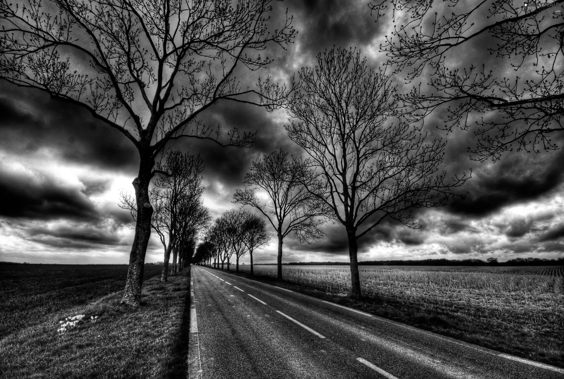 trees, viewes, dark, clouds, Way