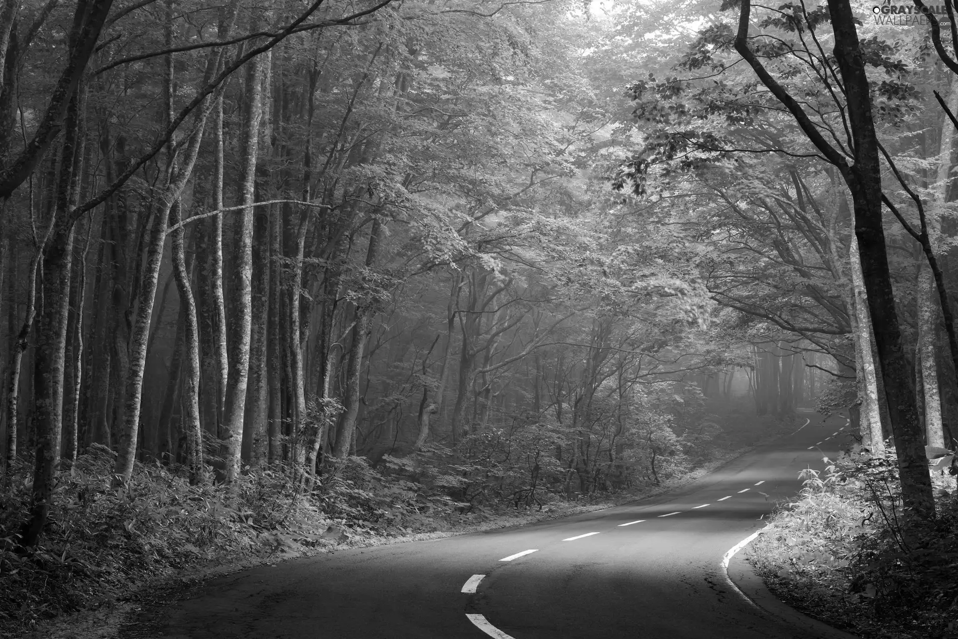 trees, viewes, asphalt, forest, Way