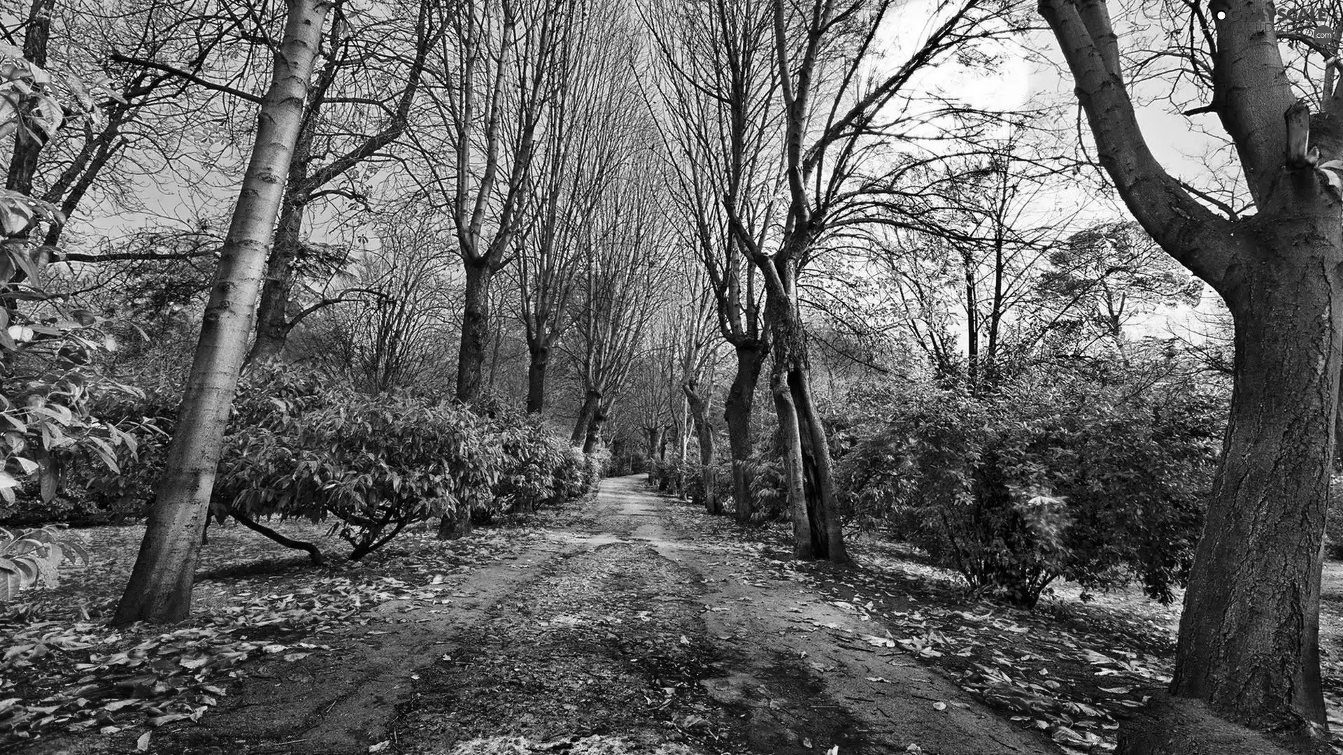 trees, viewes, autumn, Leaf, Way