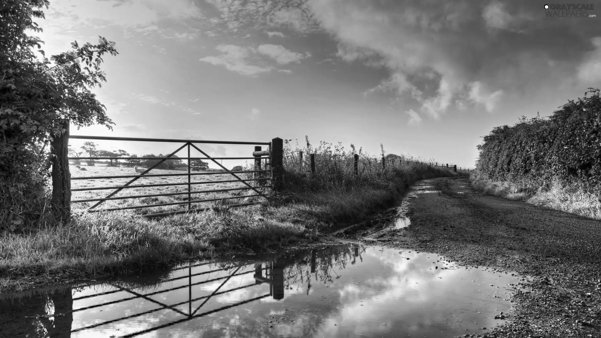 Cow, Meadow, trees, viewes, Way, fence