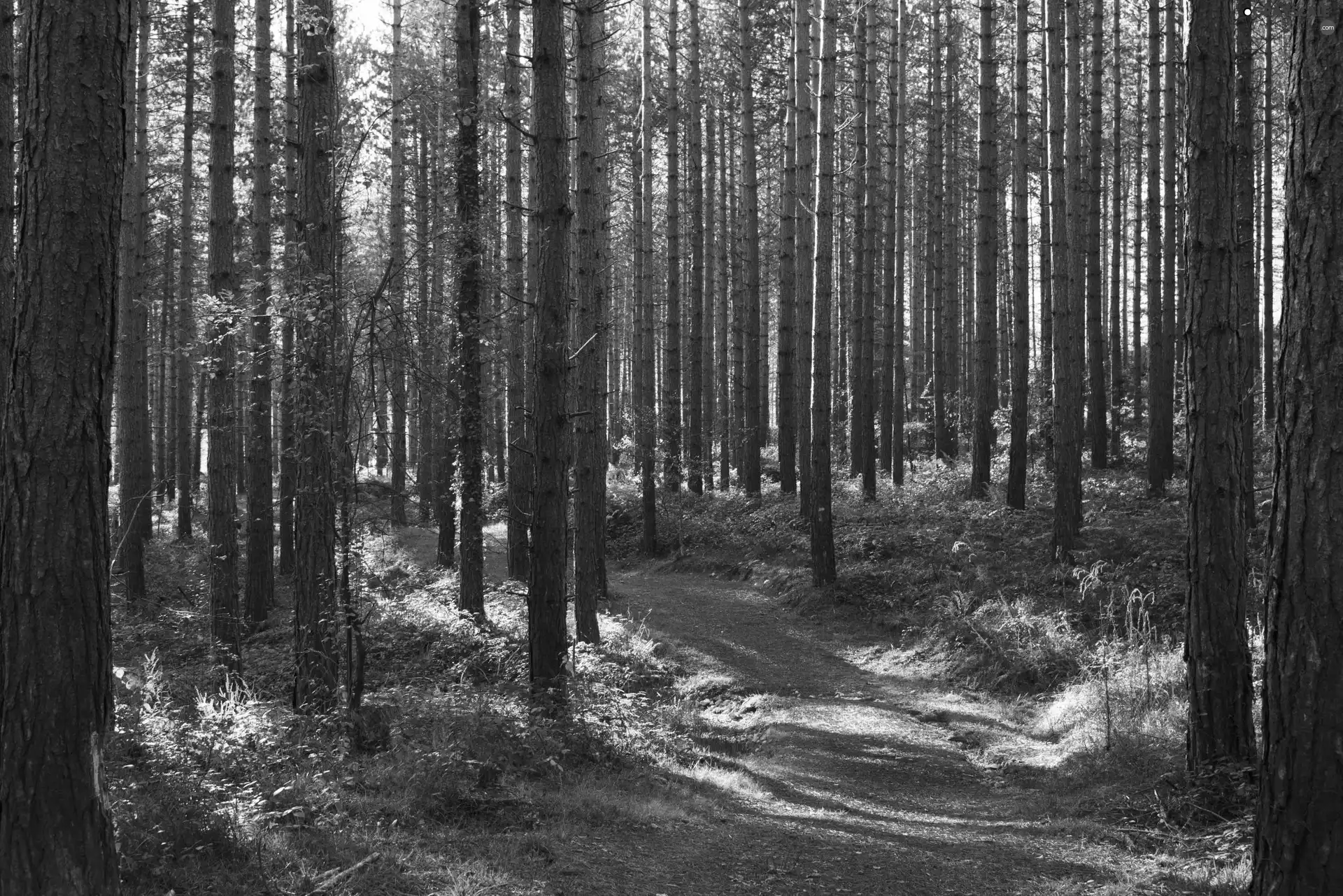 trees, viewes, forest, pine, Way