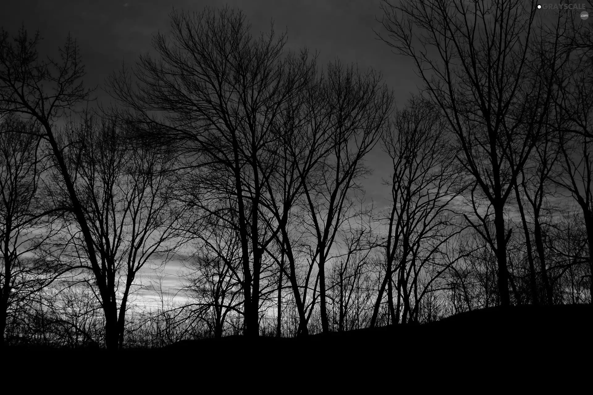 trees, viewes, sun, dry, west