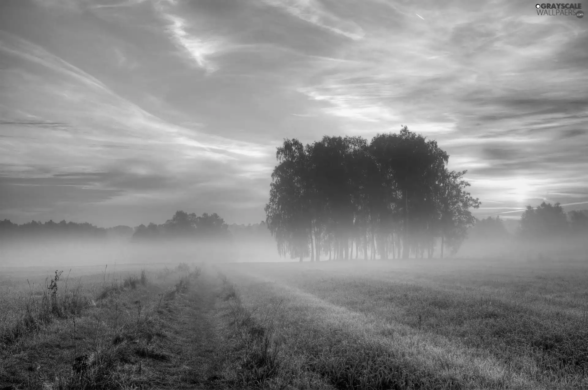 trees, viewes, sun, Fog, west