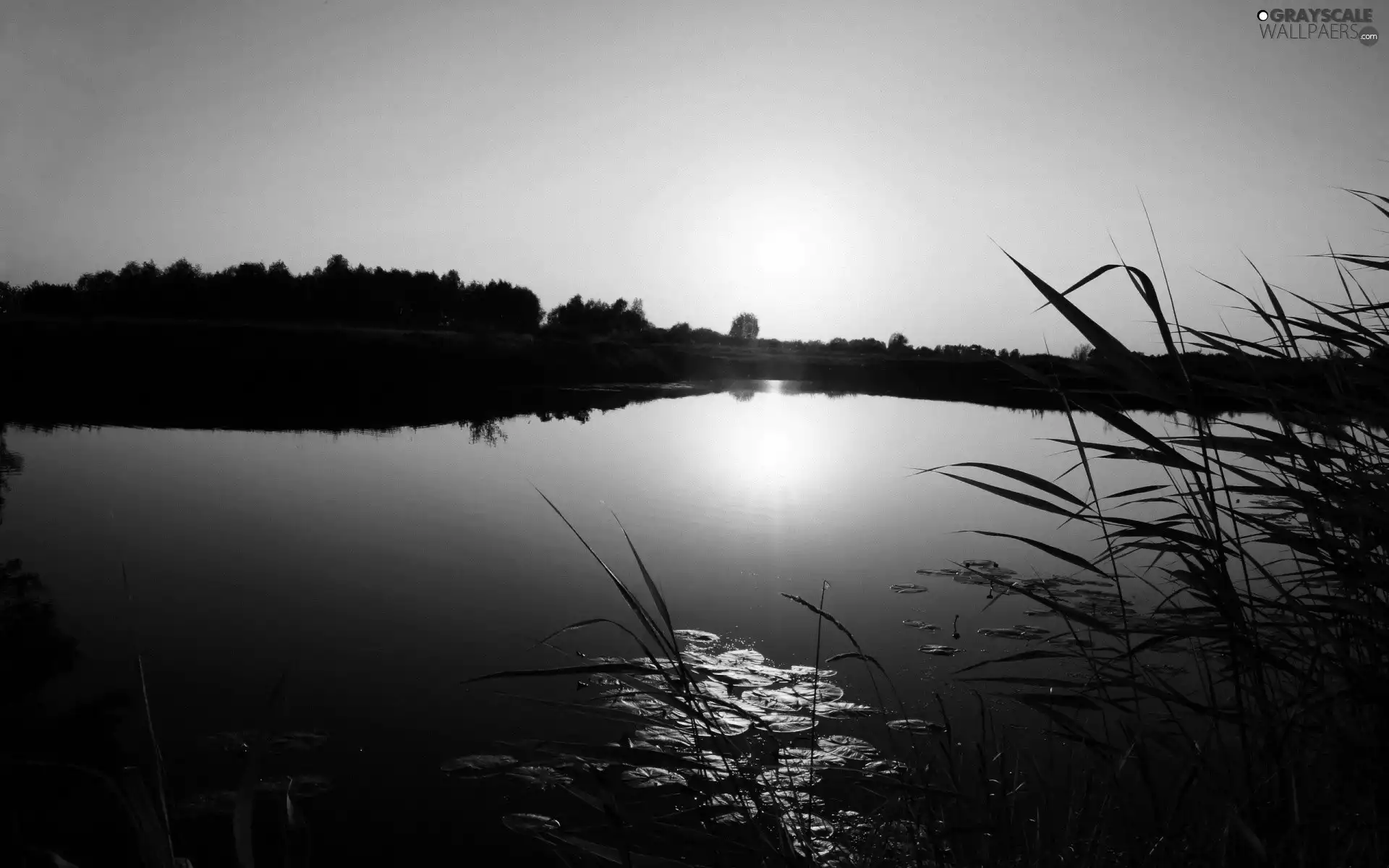 trees, viewes, sun, lake, west