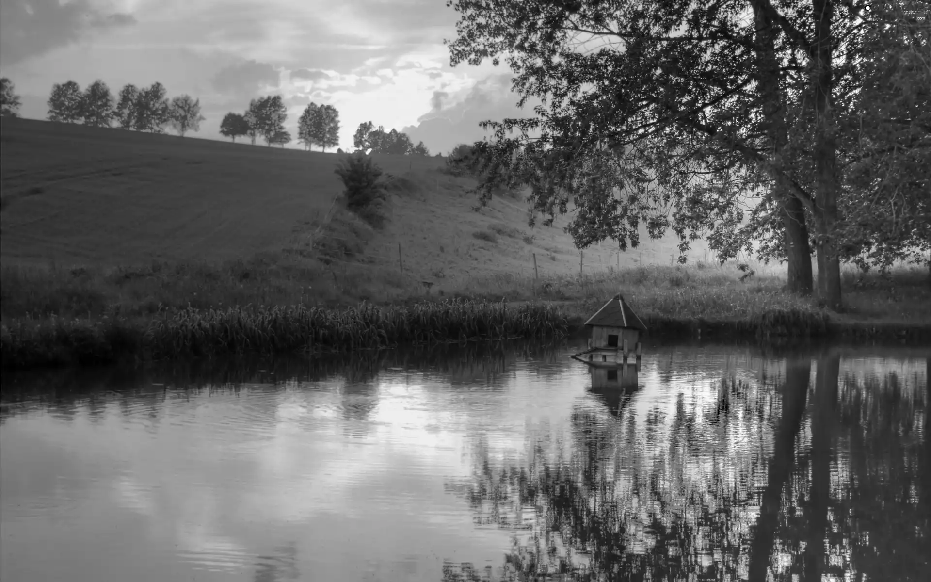 trees, viewes, sun, lake, west