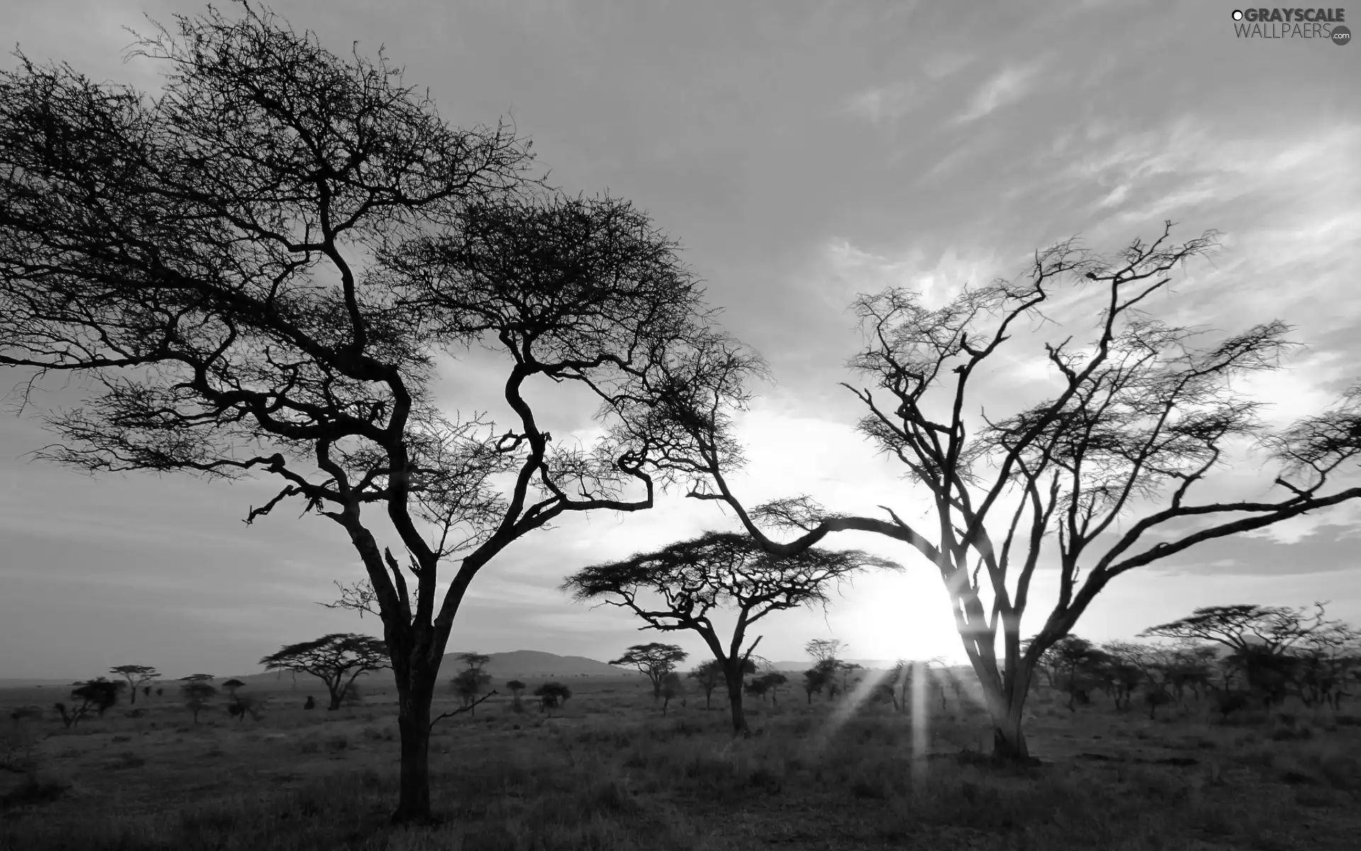 trees, viewes, sun, rays, west