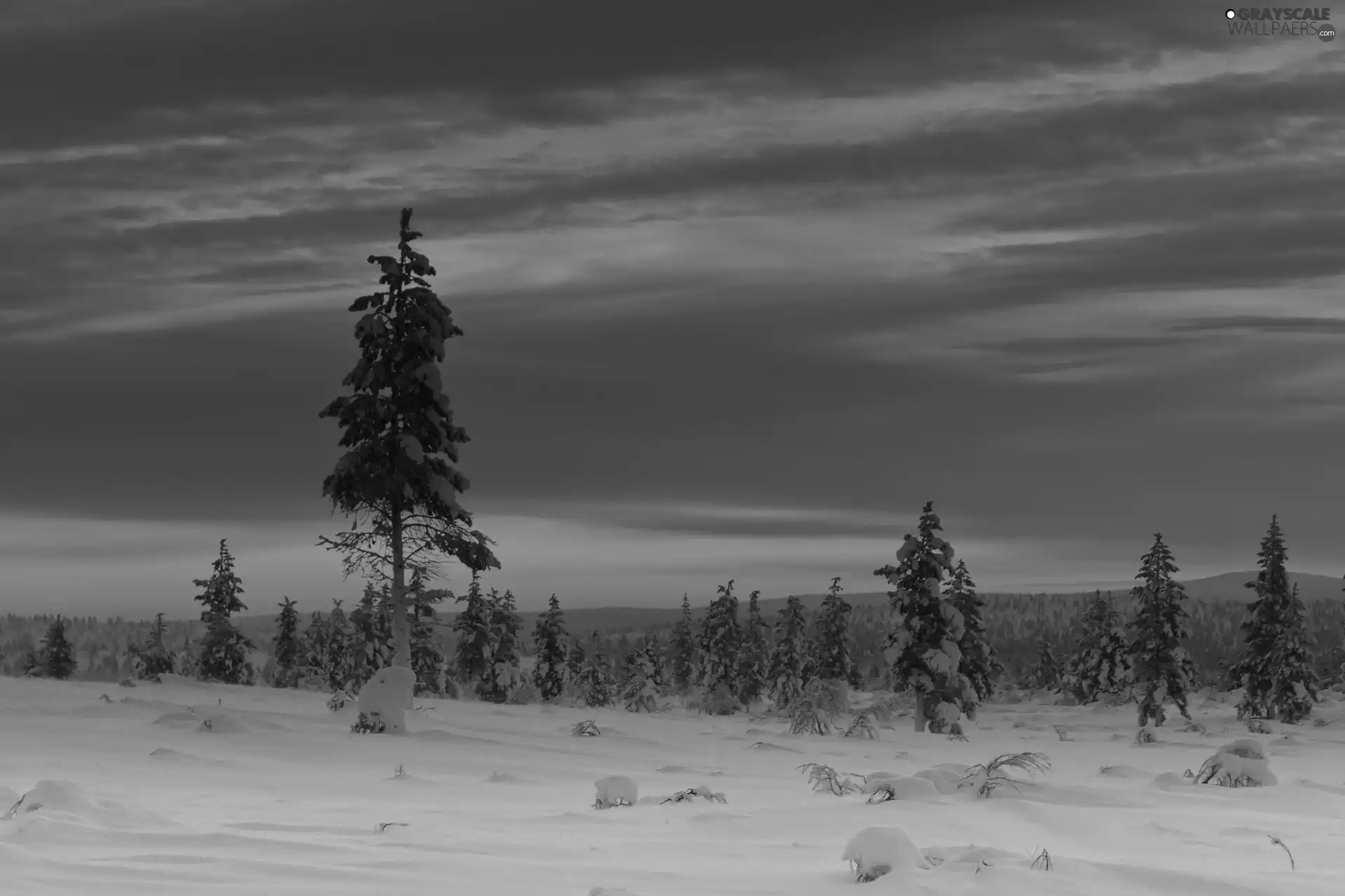 trees, viewes, sun, snow, west