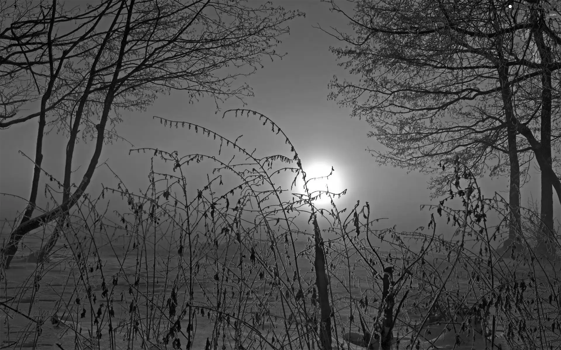 trees, viewes, sun, winter, west