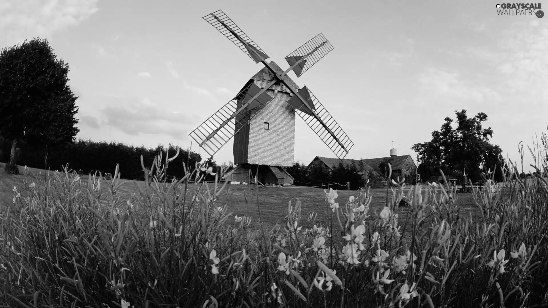 trees, viewes, meadow, Flowers, Windmill