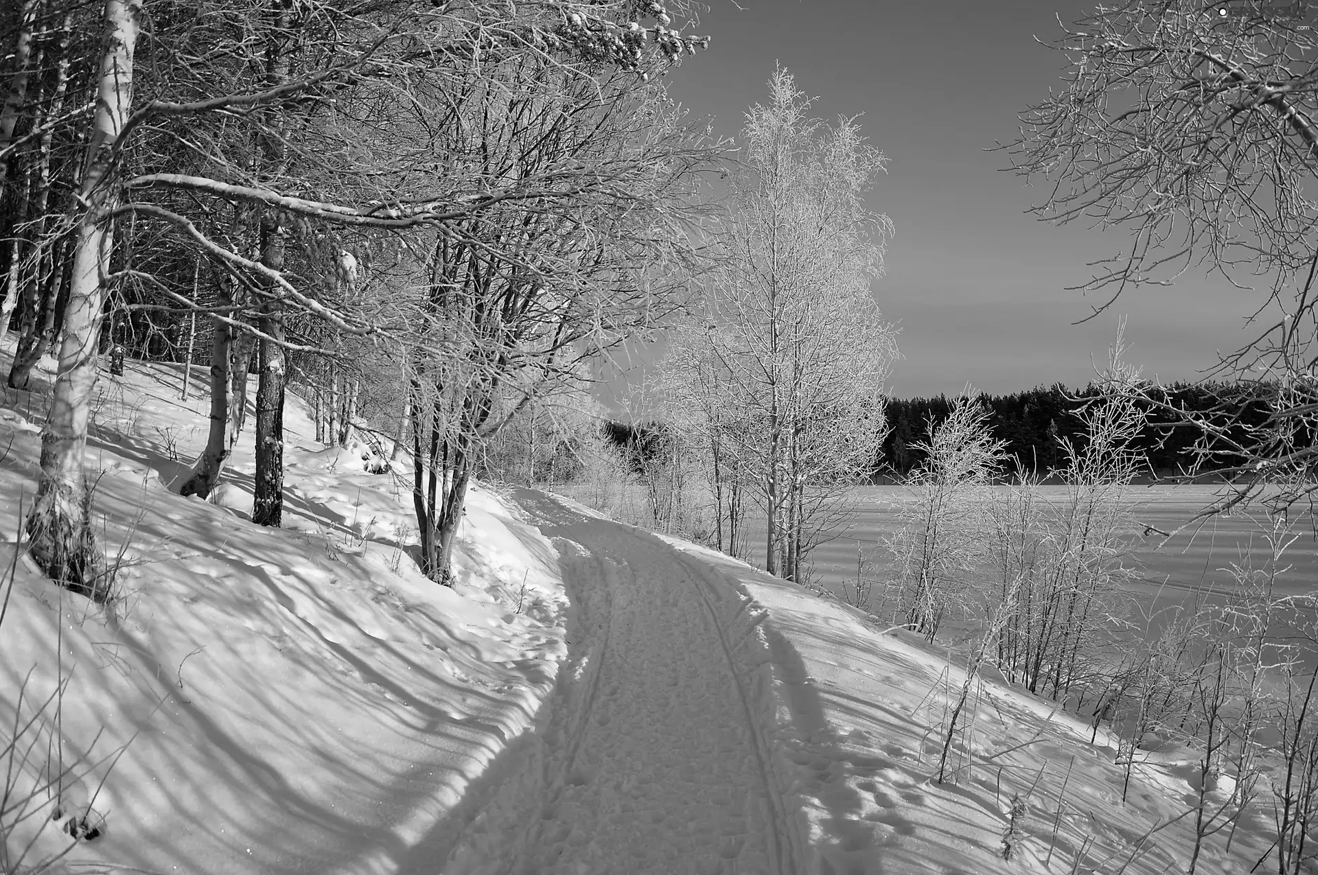 trees, viewes, Path, frosty, winter