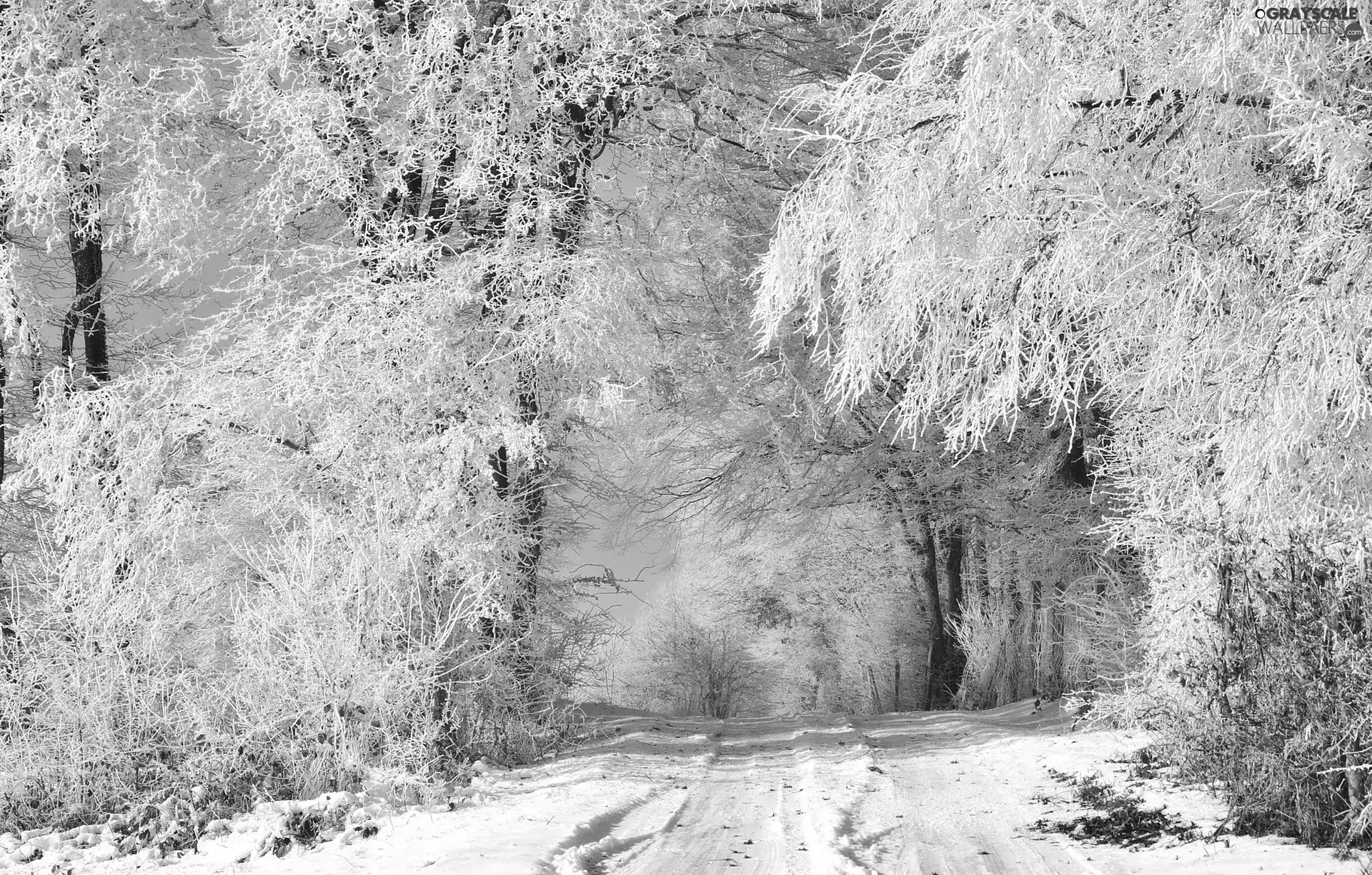 trees, viewes, Way, frosty, winter