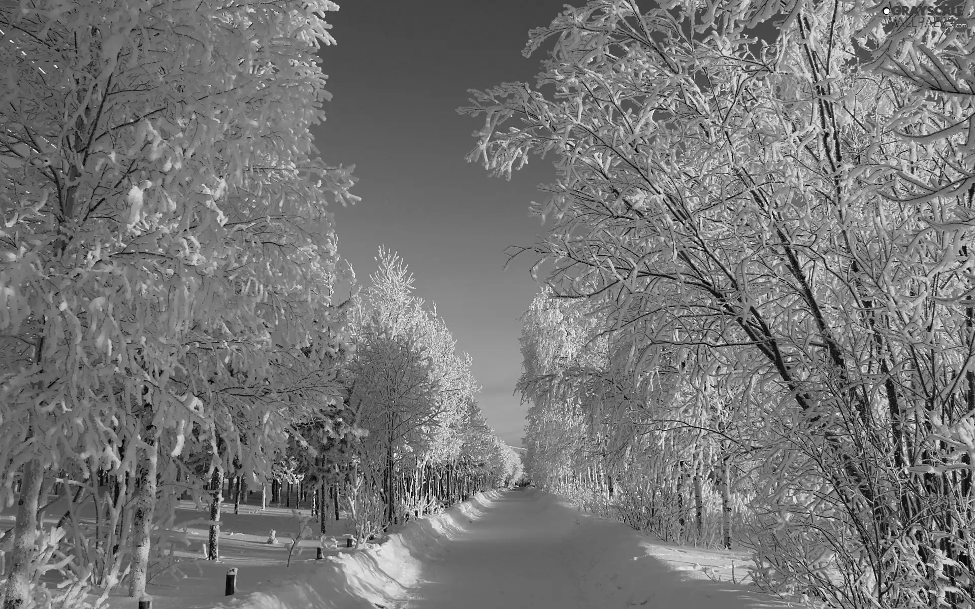 trees, viewes, Way, frosty, winter