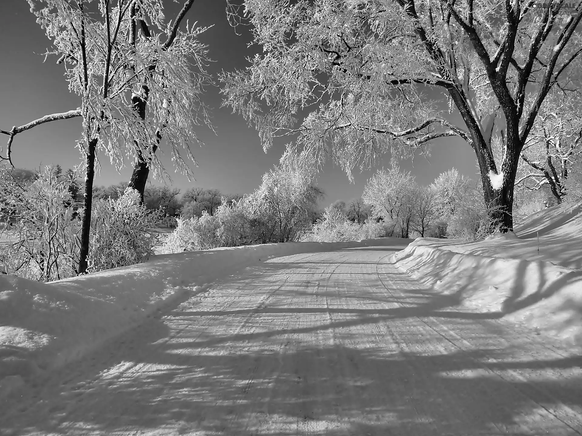 trees, viewes, Way, frosty, winter