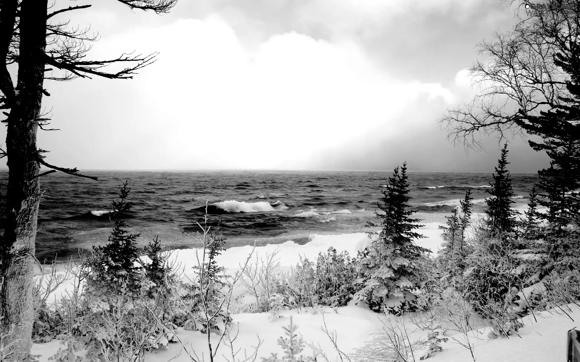 trees, viewes, snow, sea, winter