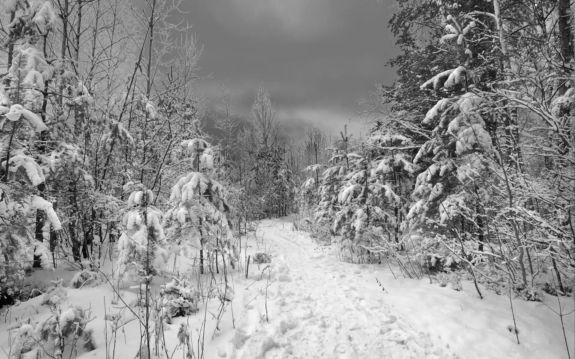 trees, viewes, Way, snow, winter