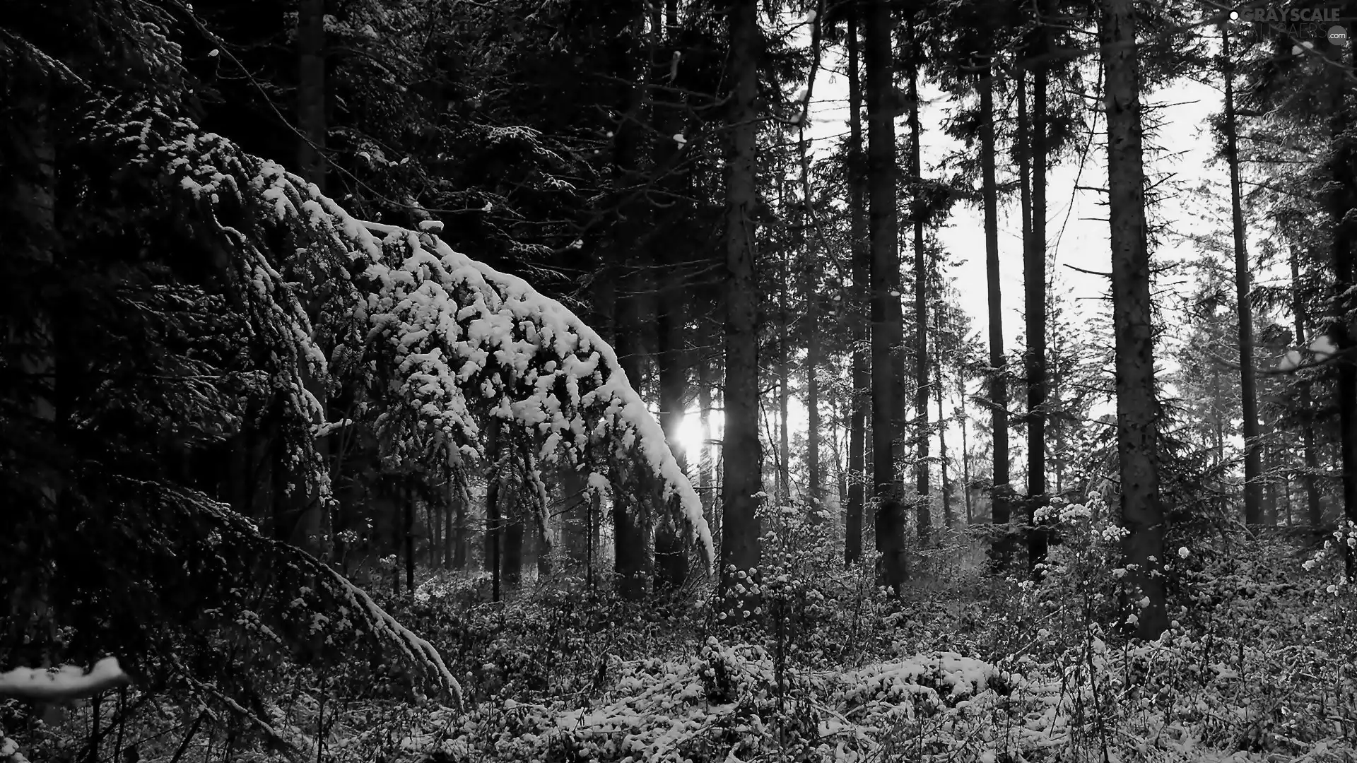 trees, viewes, forest, Snowy, winter