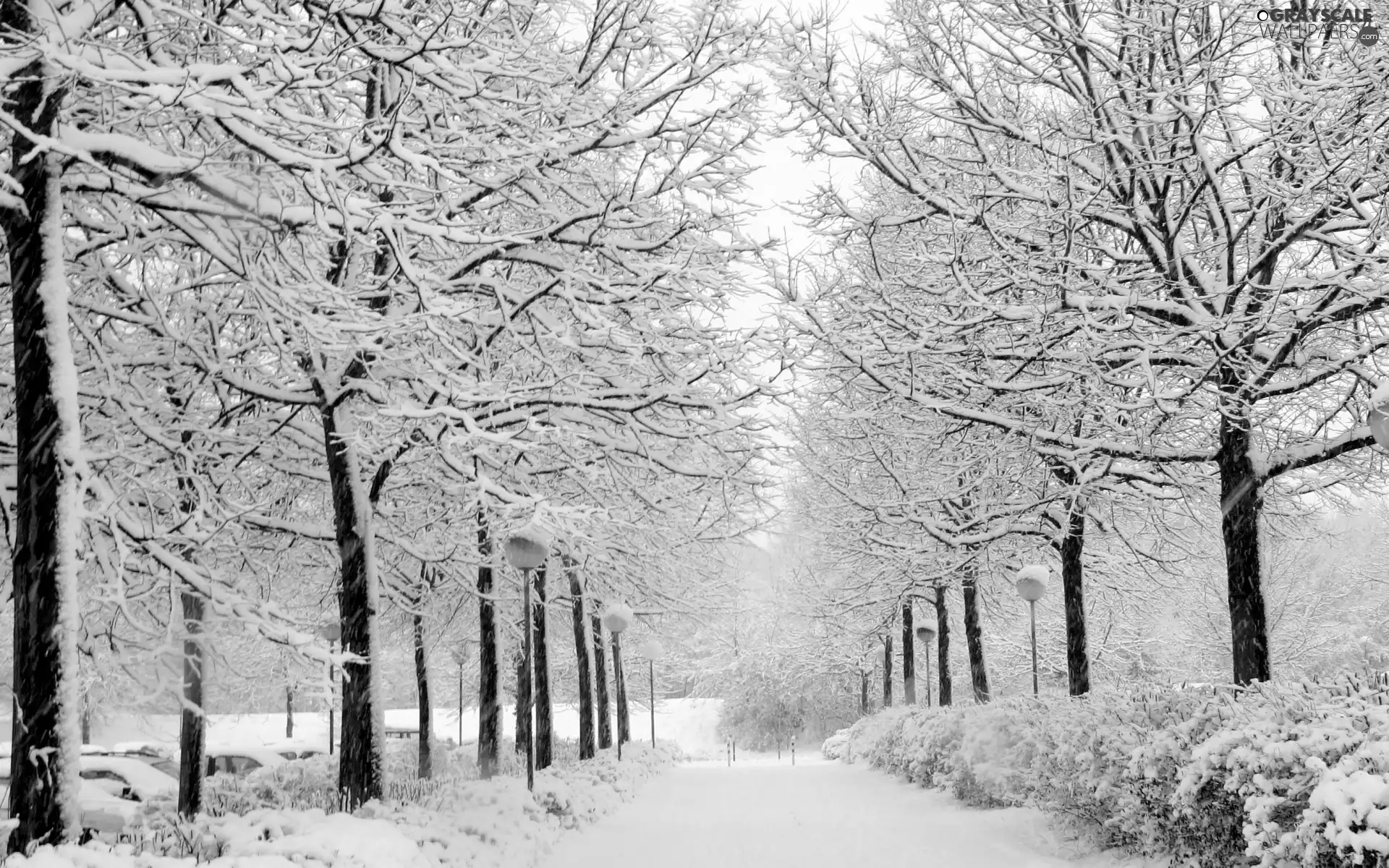 trees, viewes, lane, Snowy, winter