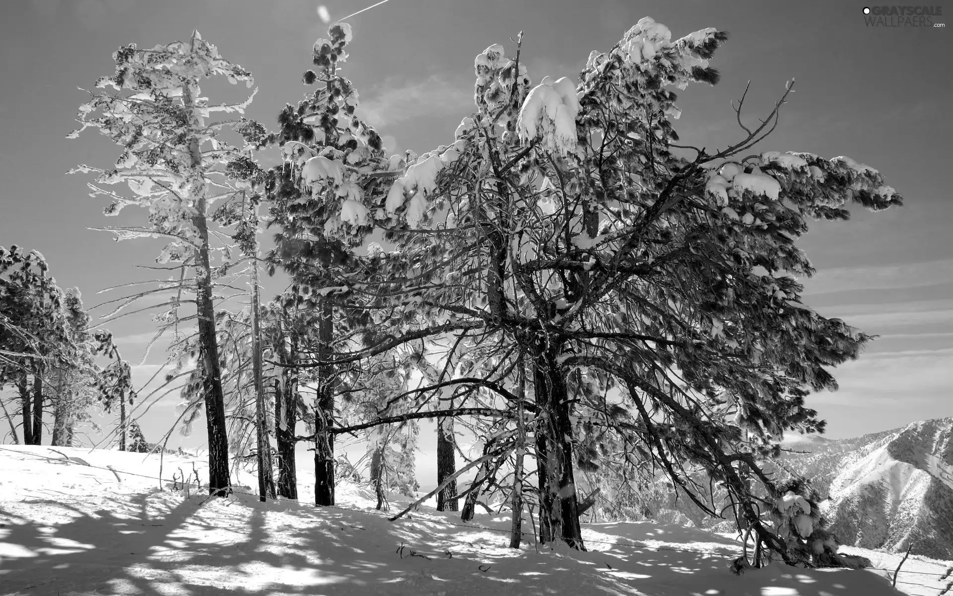 trees, viewes, Mountains, Snowy, winter