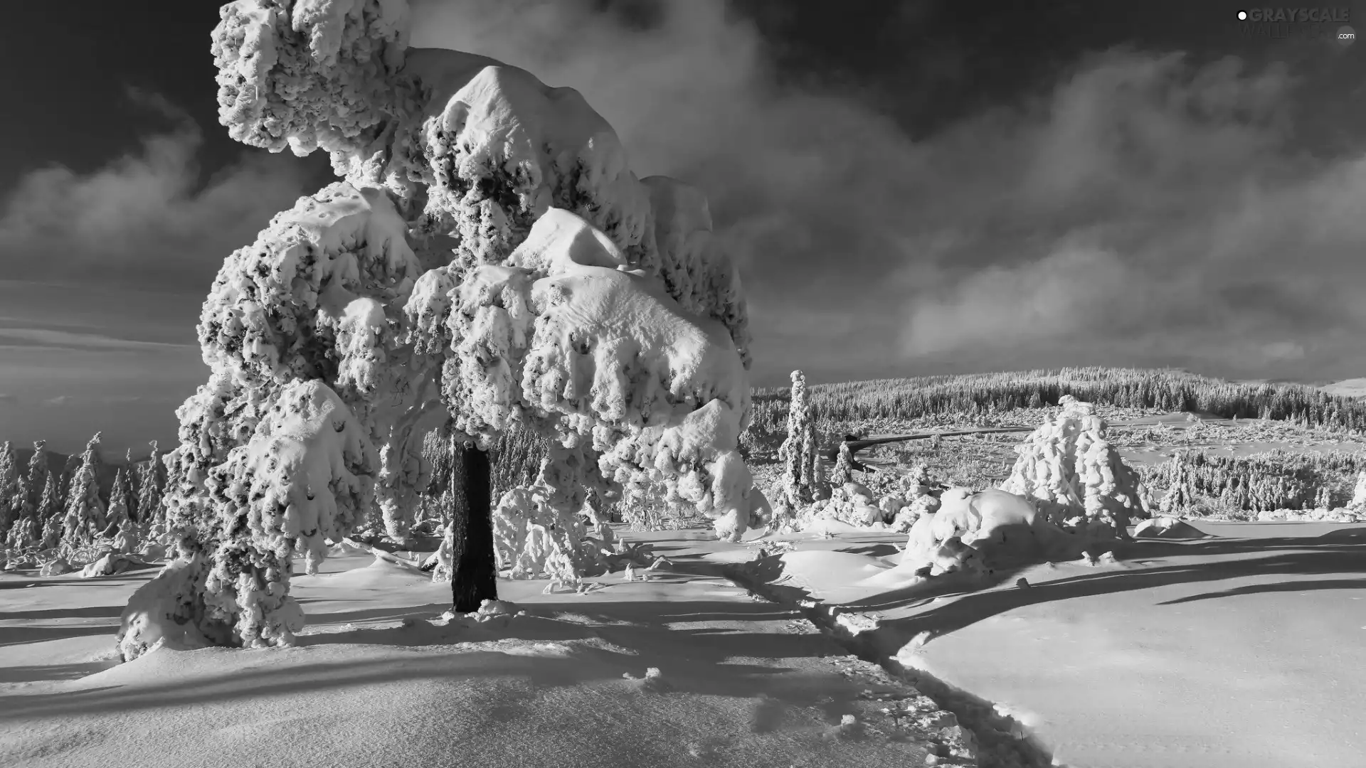 trees, viewes, woods, Snowy, winter