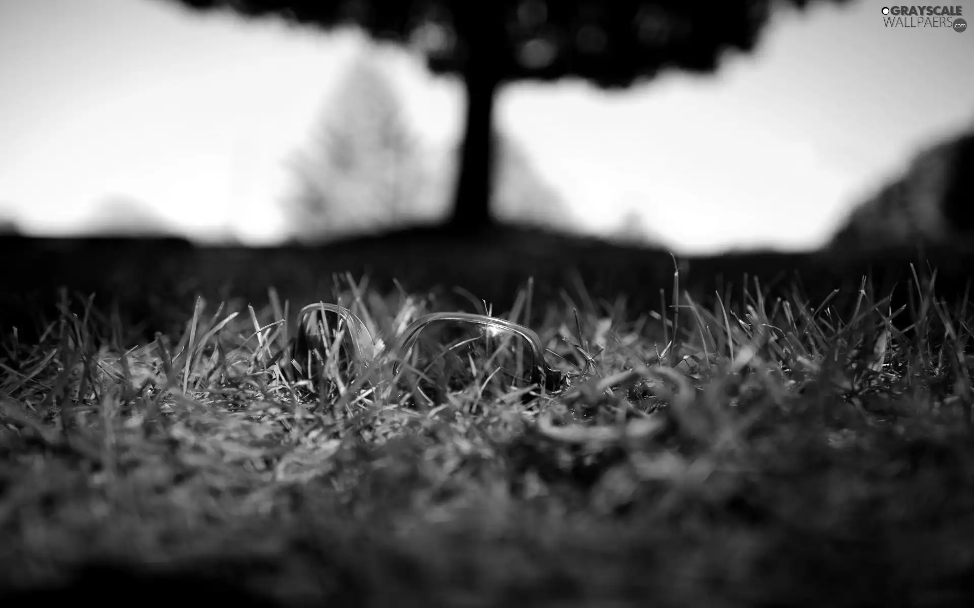 perspective, grass, trees, Water Droplets