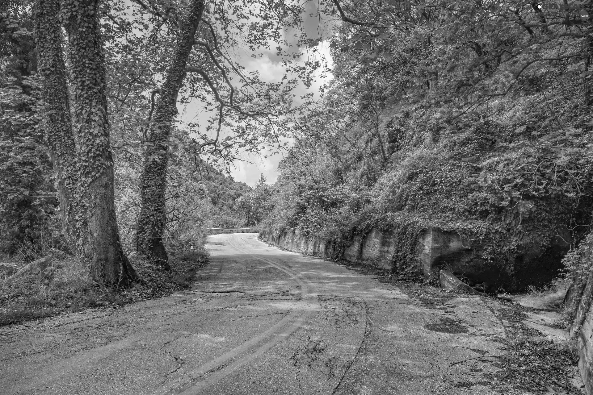 Way, viewes, turn, trees