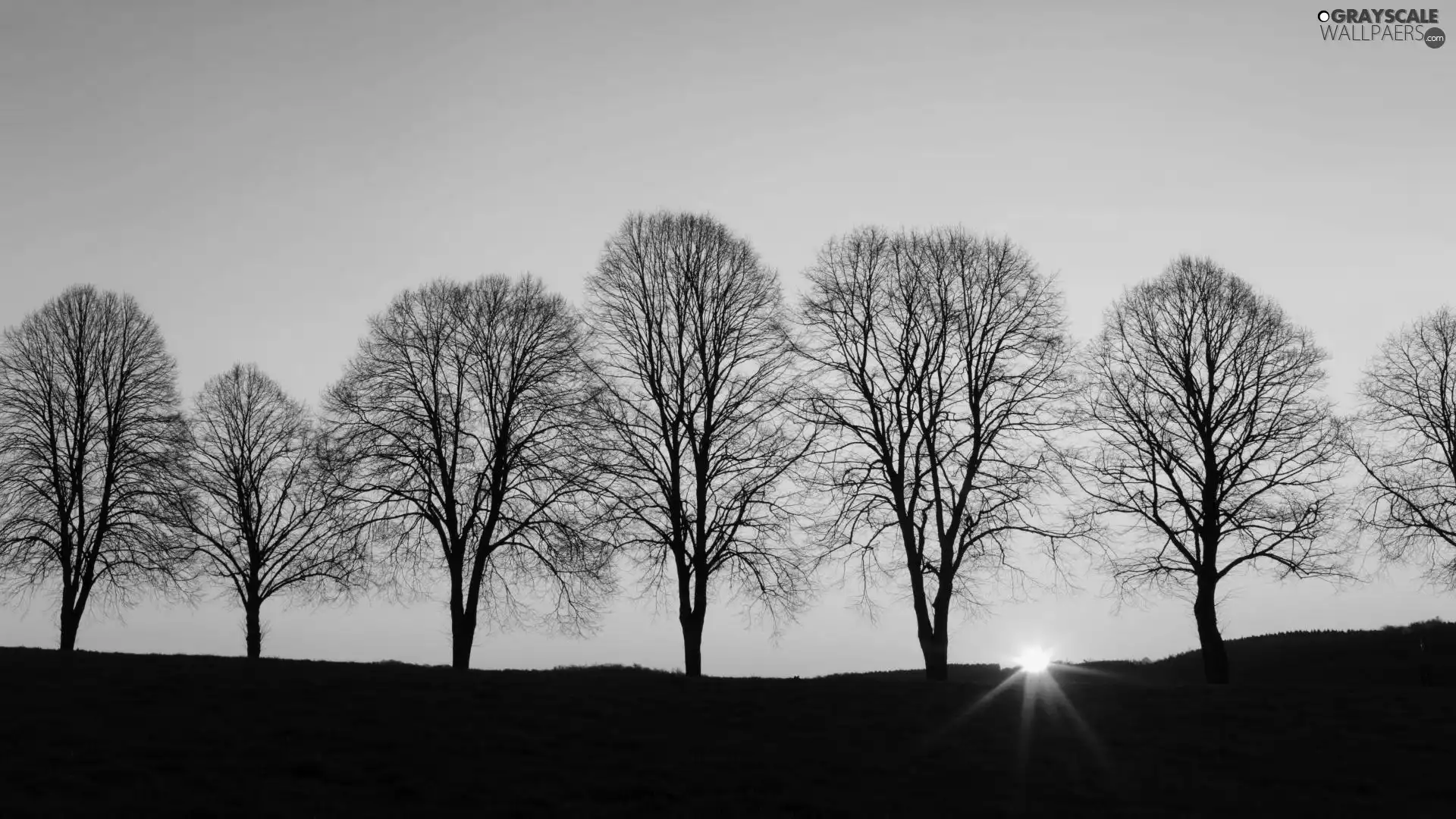 west, line, trees, sun