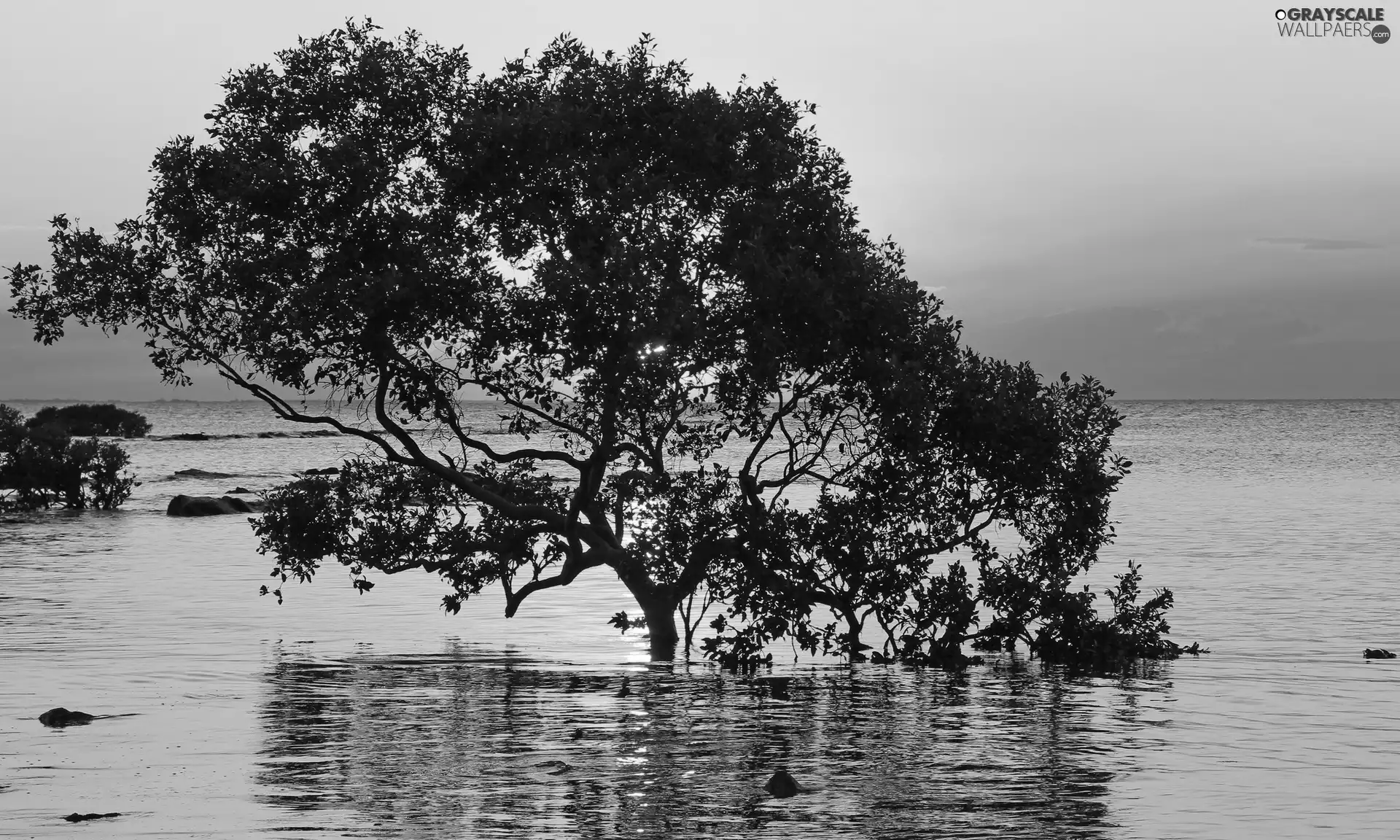 west, sea, trees, sun