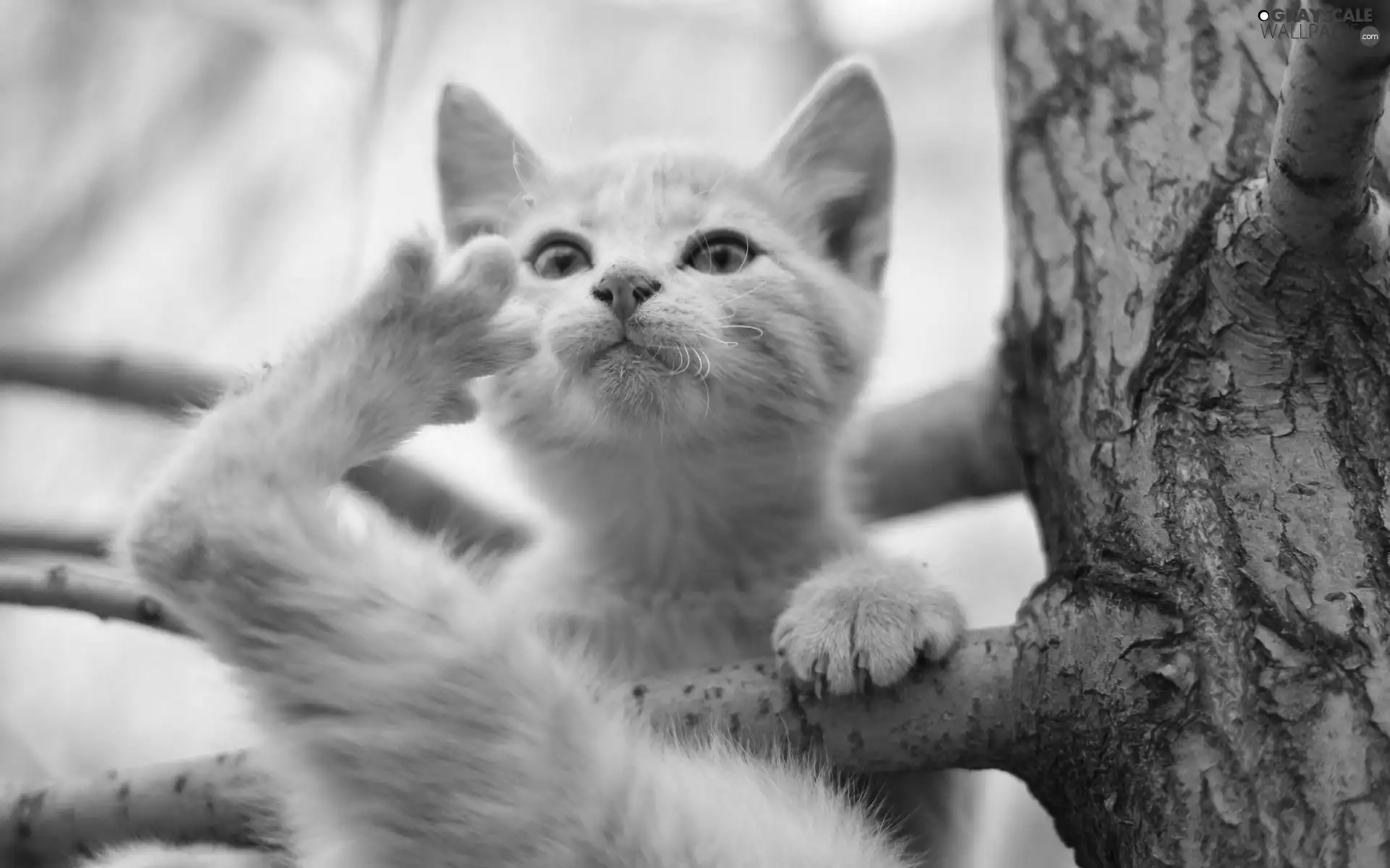 White, paw, trees, cat