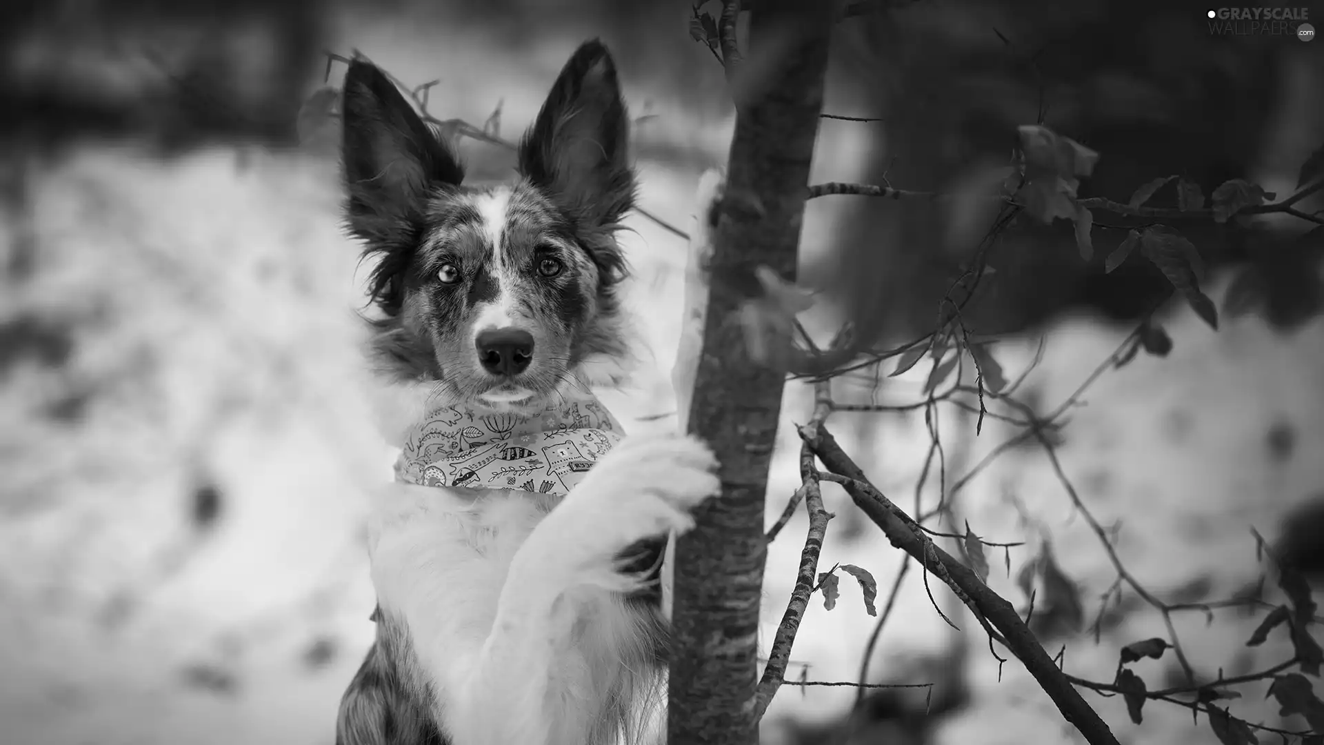 dog, trees, winter, Border Collie
