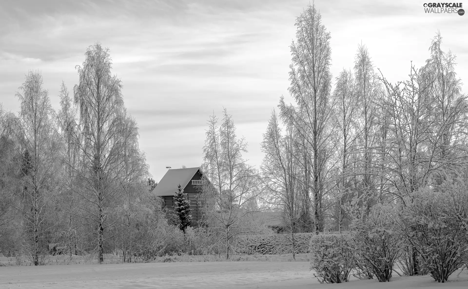 winter, viewes, house, trees