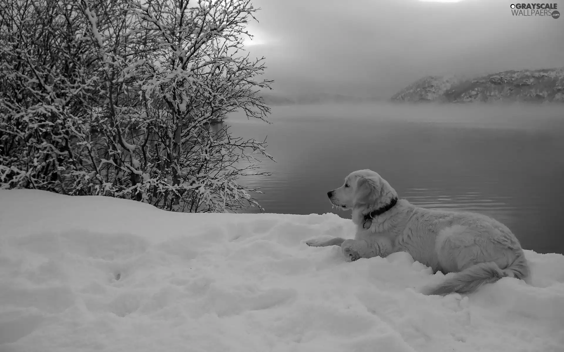 Fog, River, Dusk, Mountains, dog, trees, winter