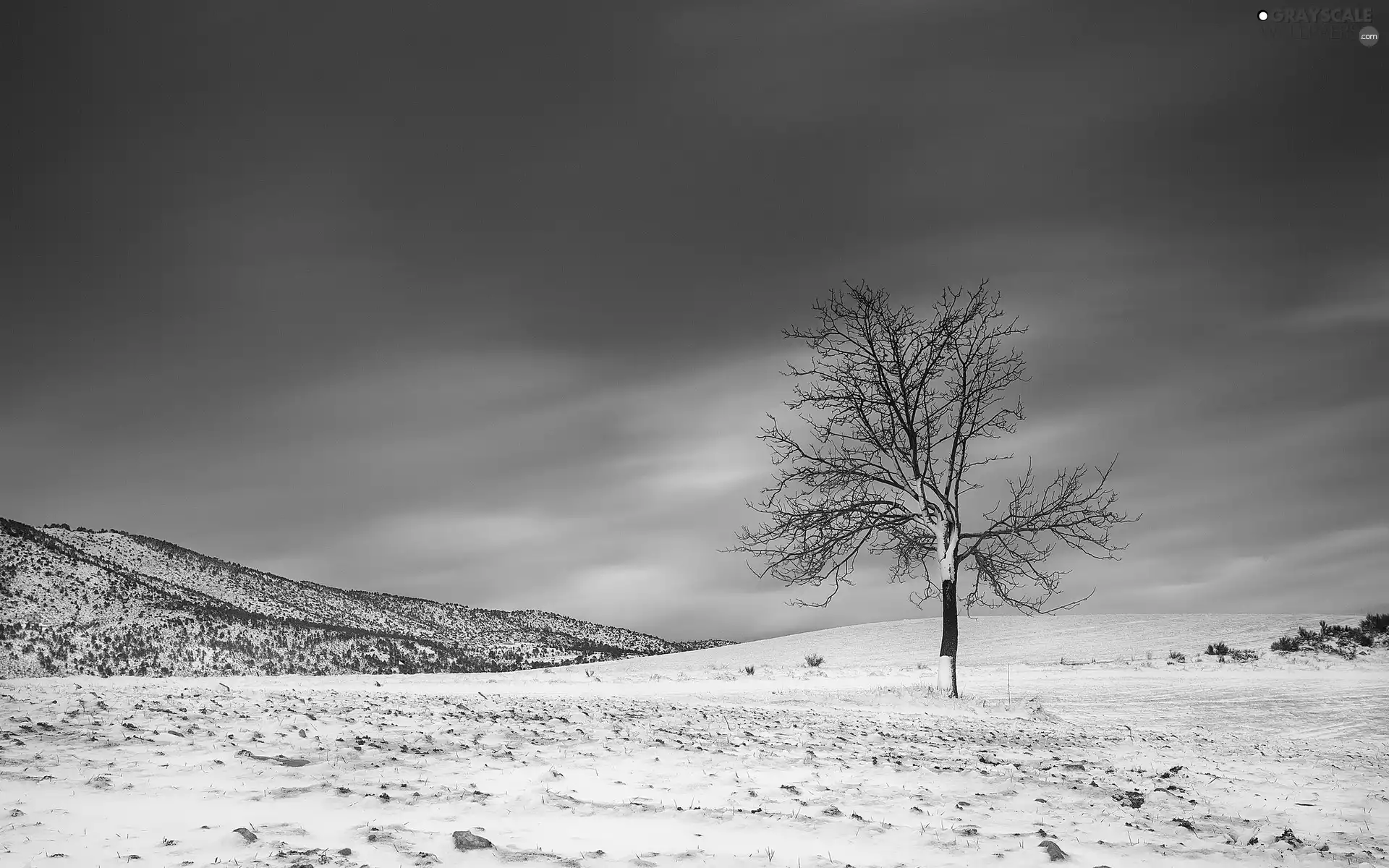 trees, winter, sun, lonely, west