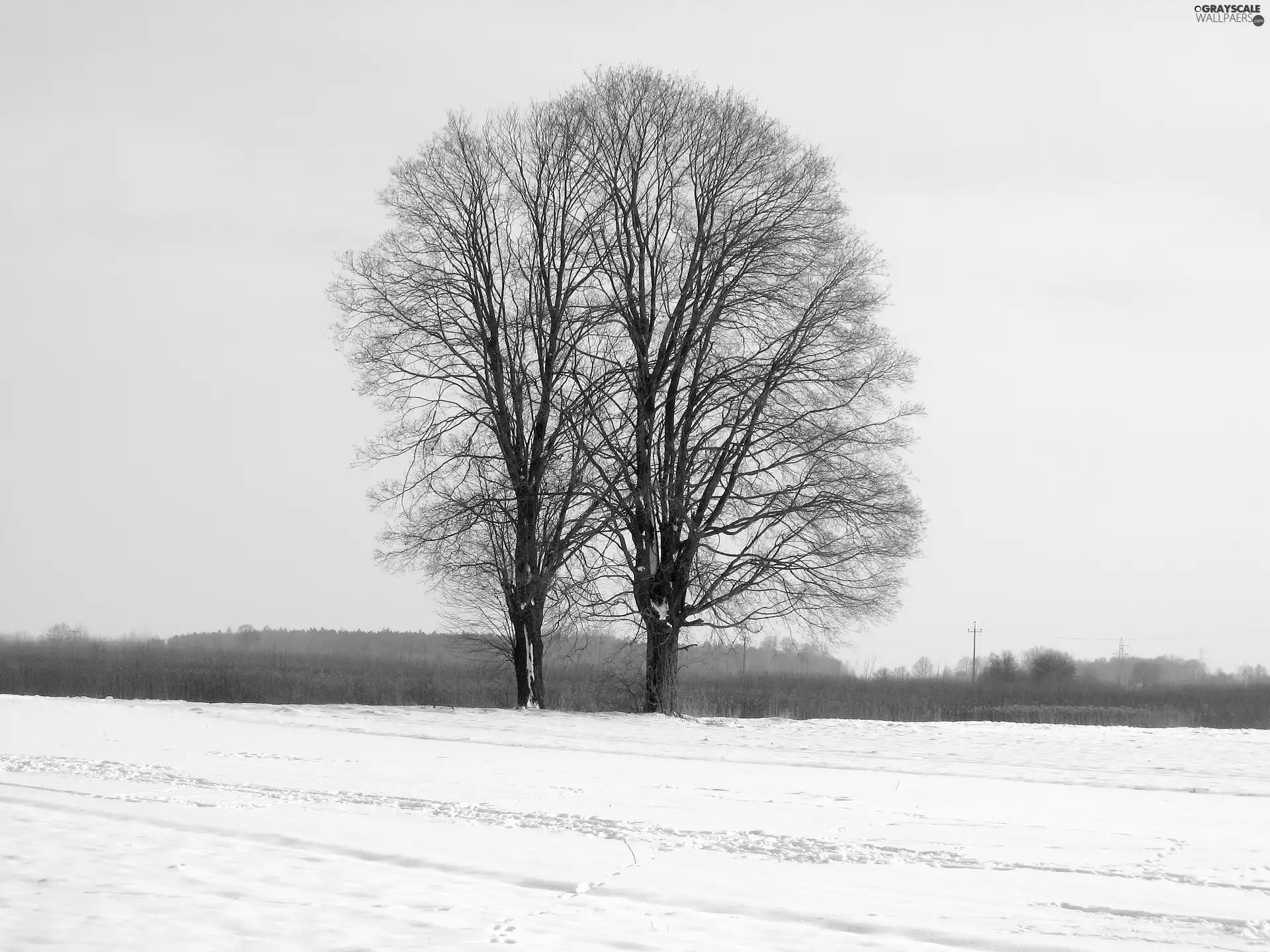 winter, trees