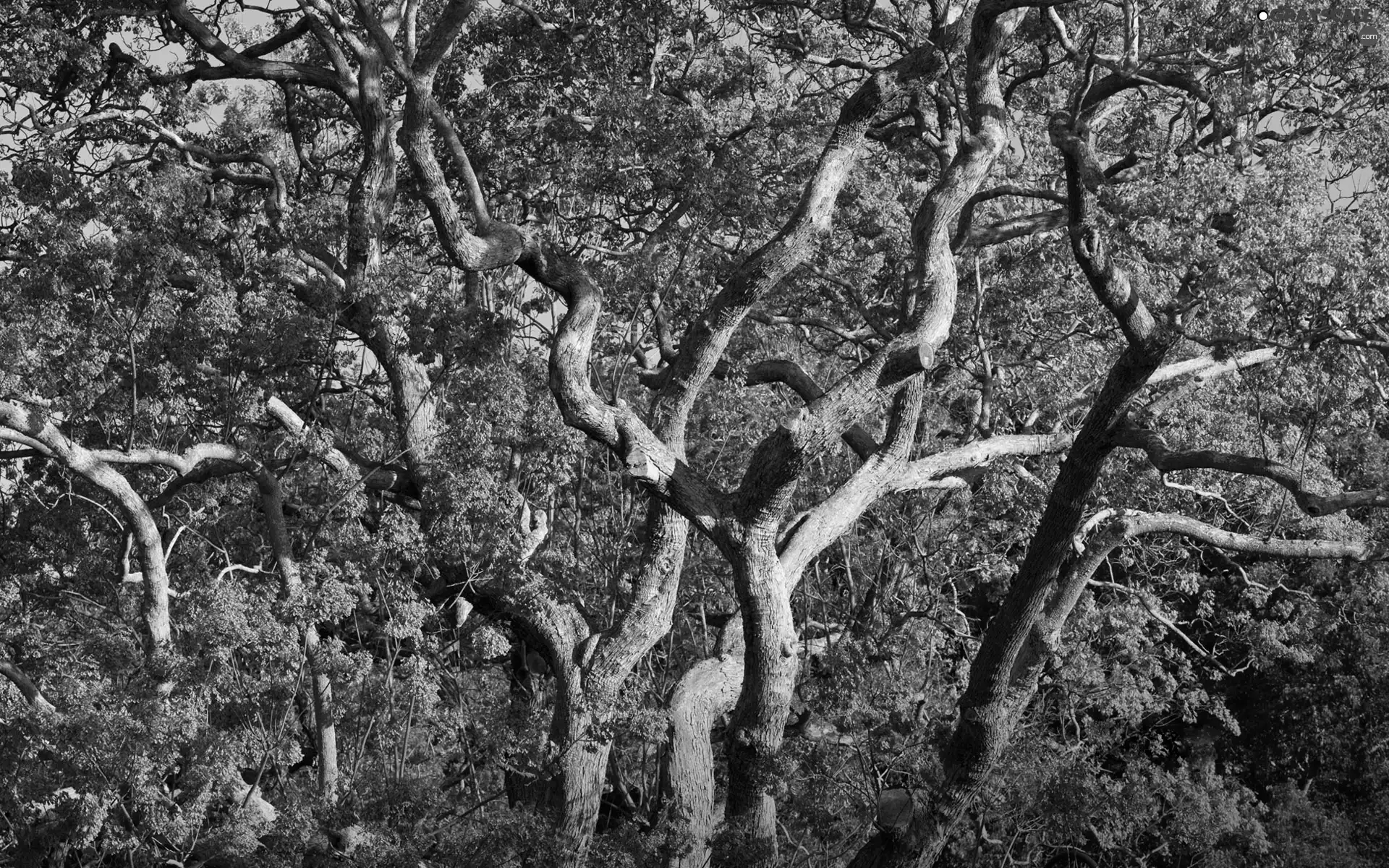 trees, Violet, without