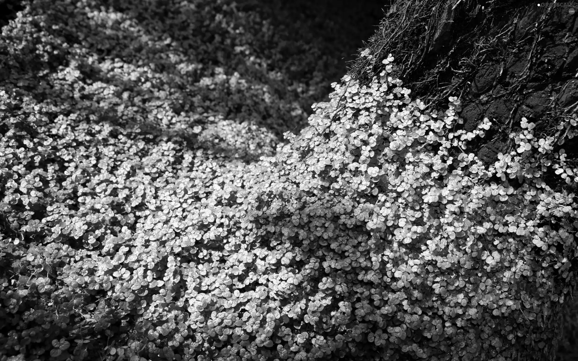 trees, trefoil, Wooded
