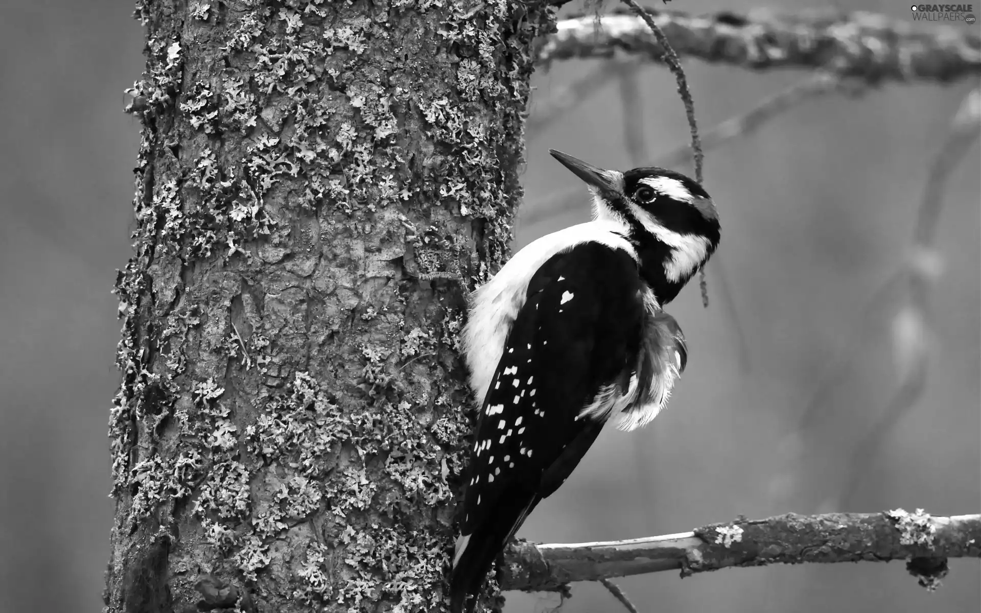 woodpecker, trees