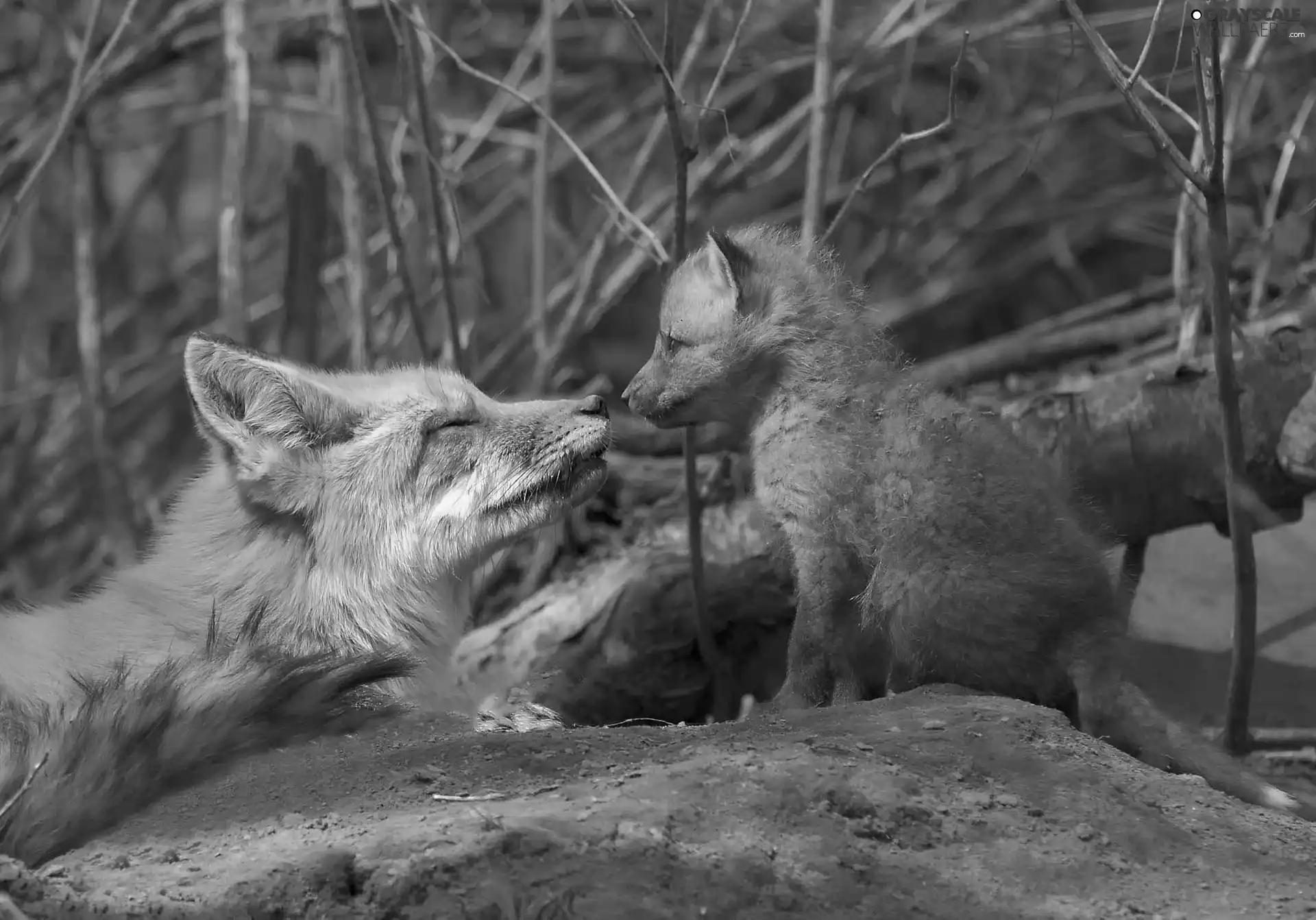 trees, vixen, young