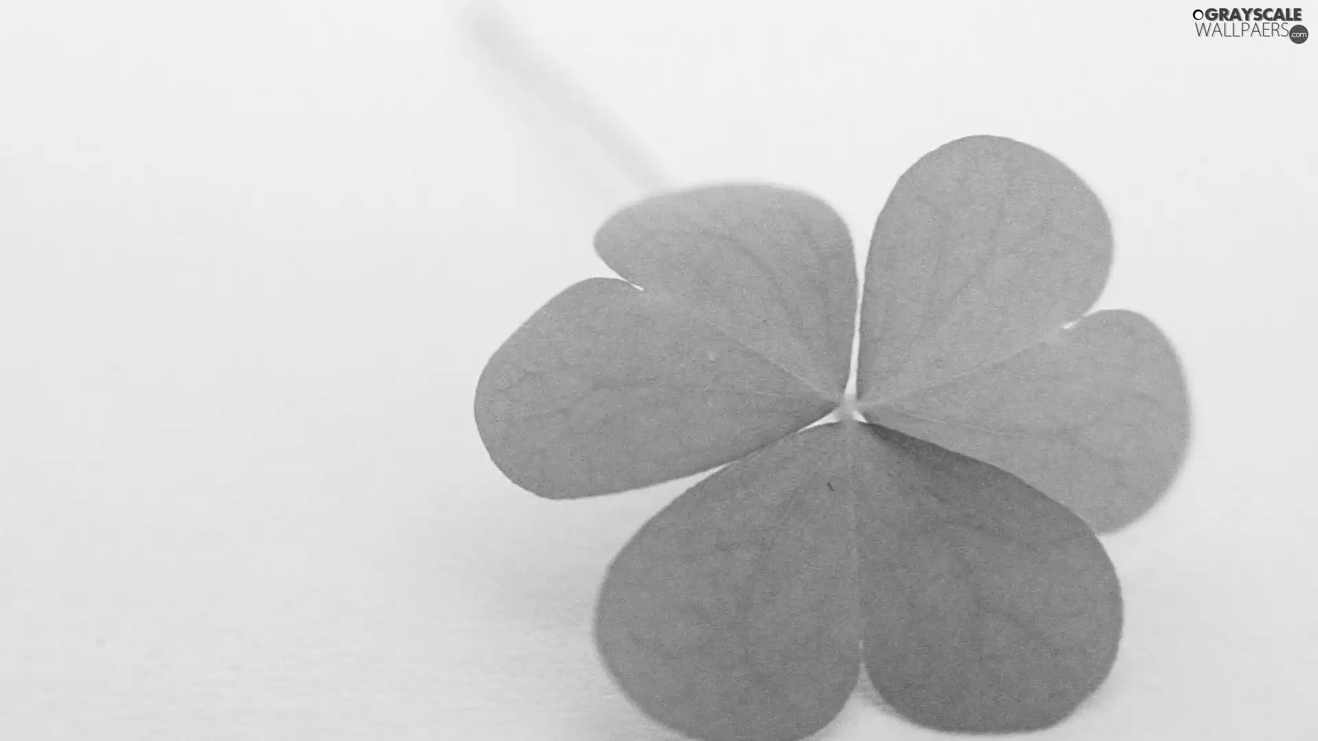 Green, trefoil