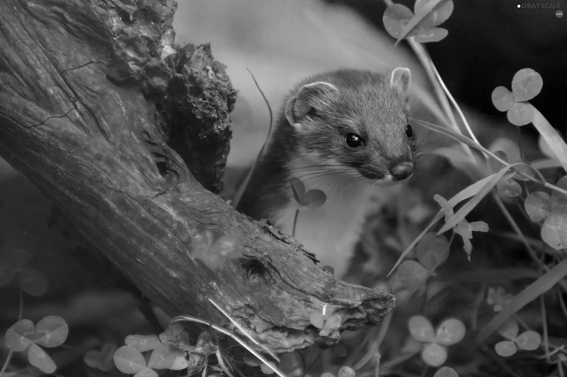 trefoil, ferret, trees