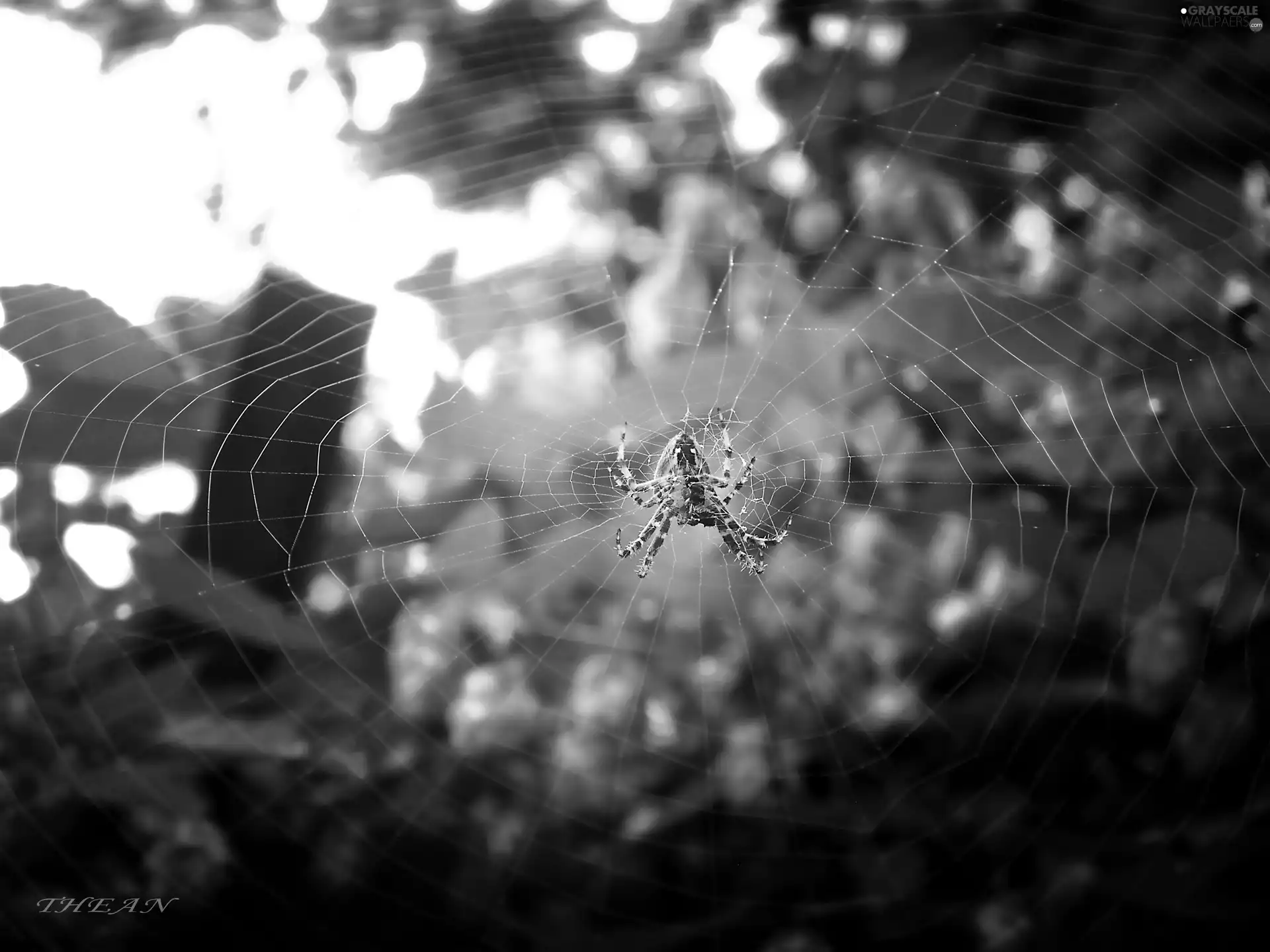 Spider, trestle