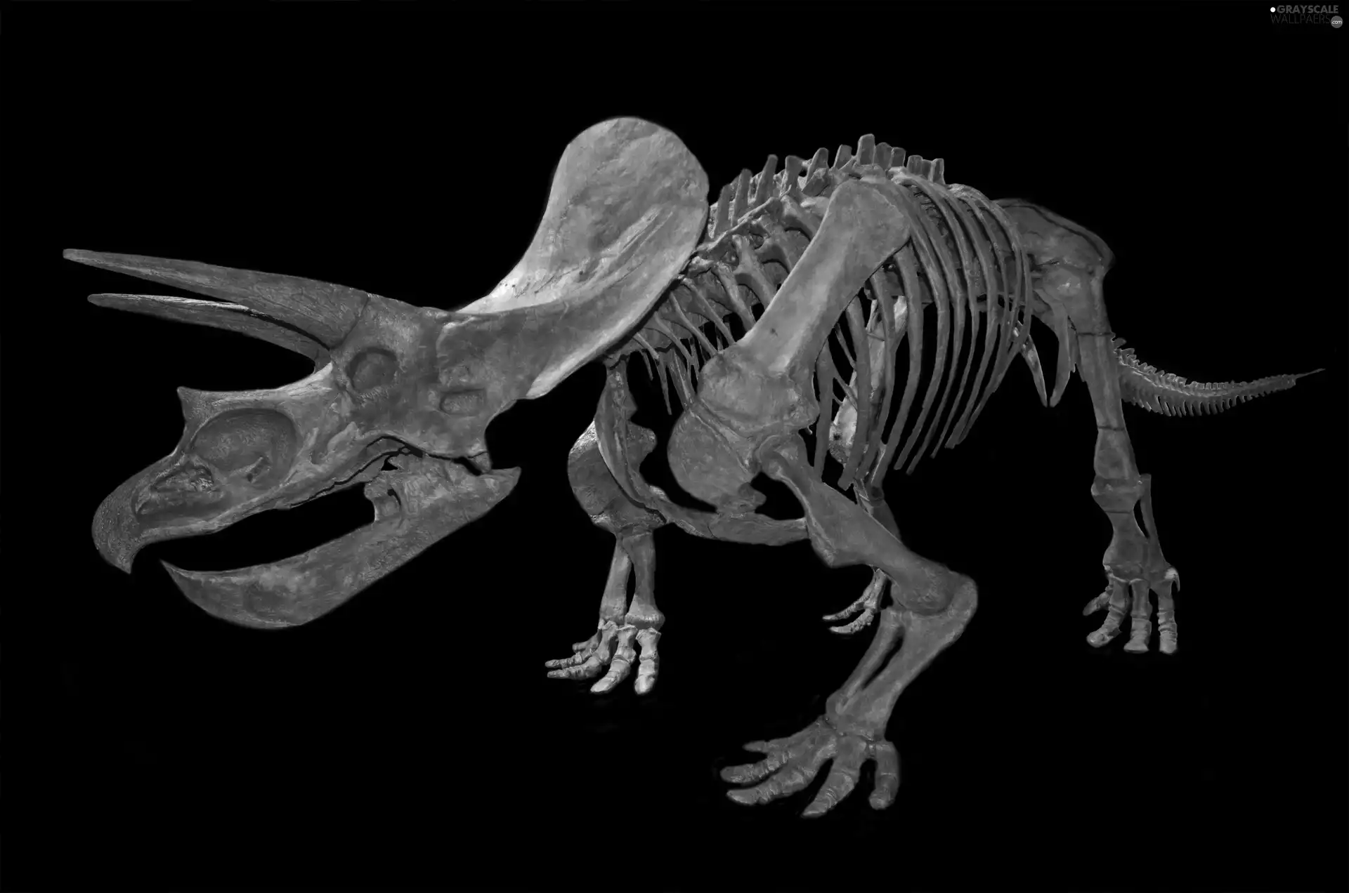 skeleton, Triceratops