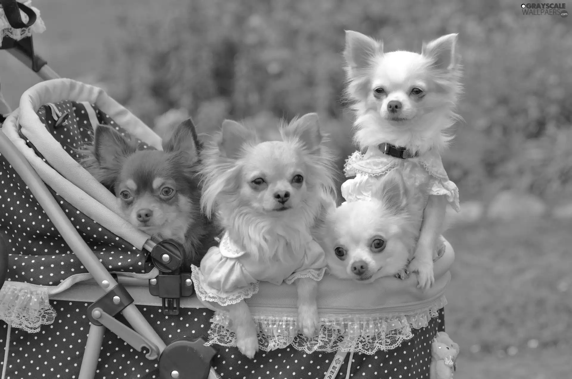 four, Chihuahua, trolley, puppies