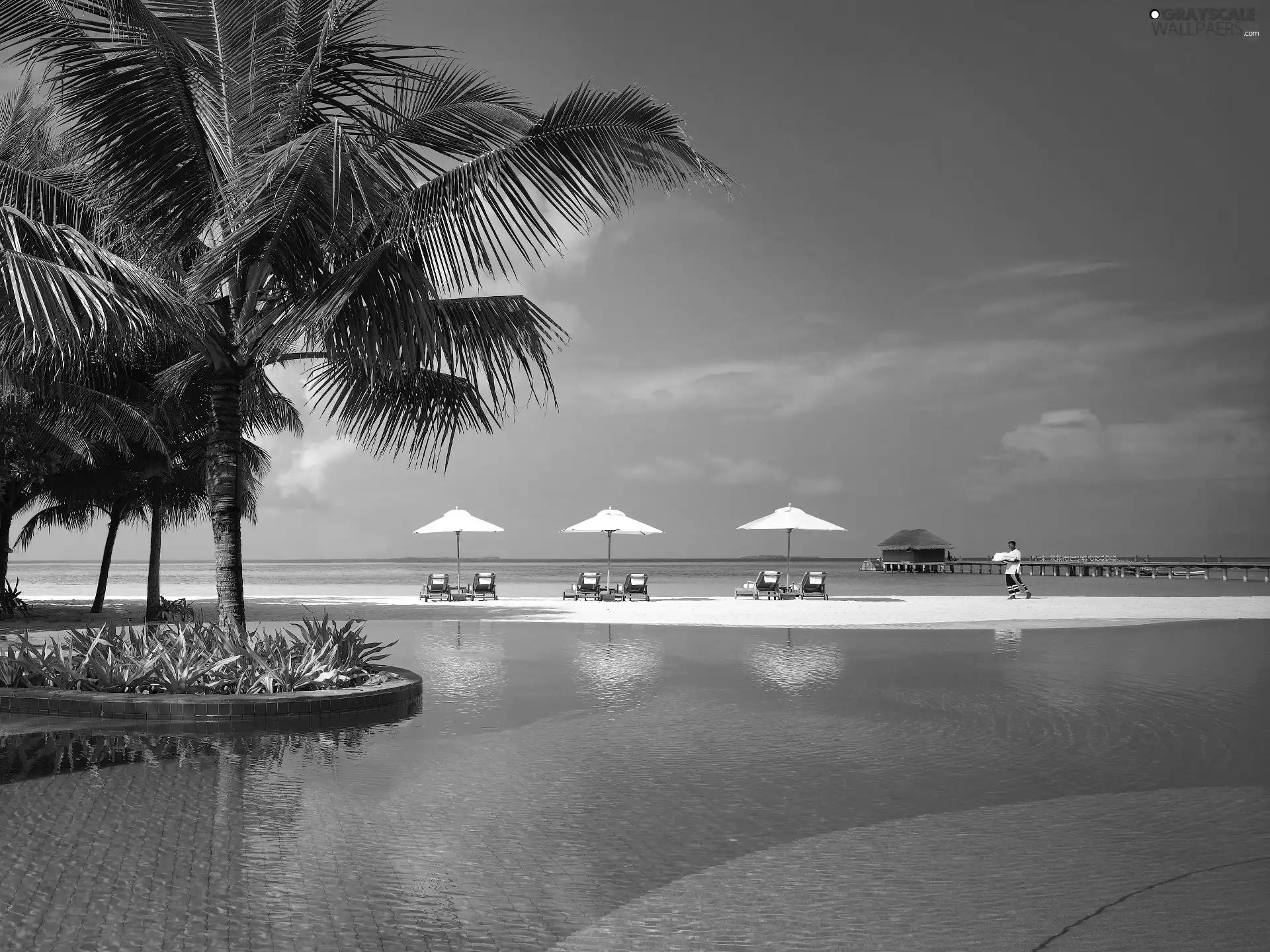 Ocean, Palms, tropic, Pool