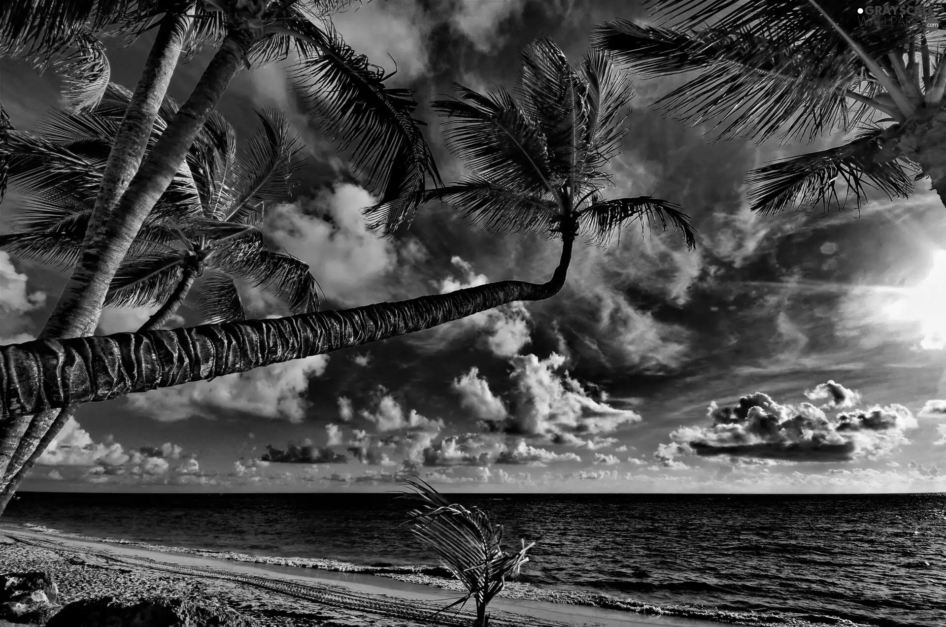 Ocean, Palms, Tropical, Beaches