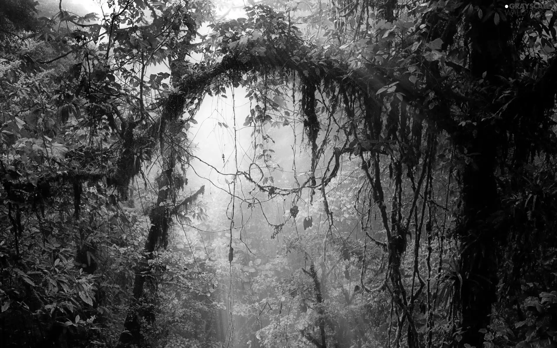 tropical, VEGETATION, viewes, Climbers, trees