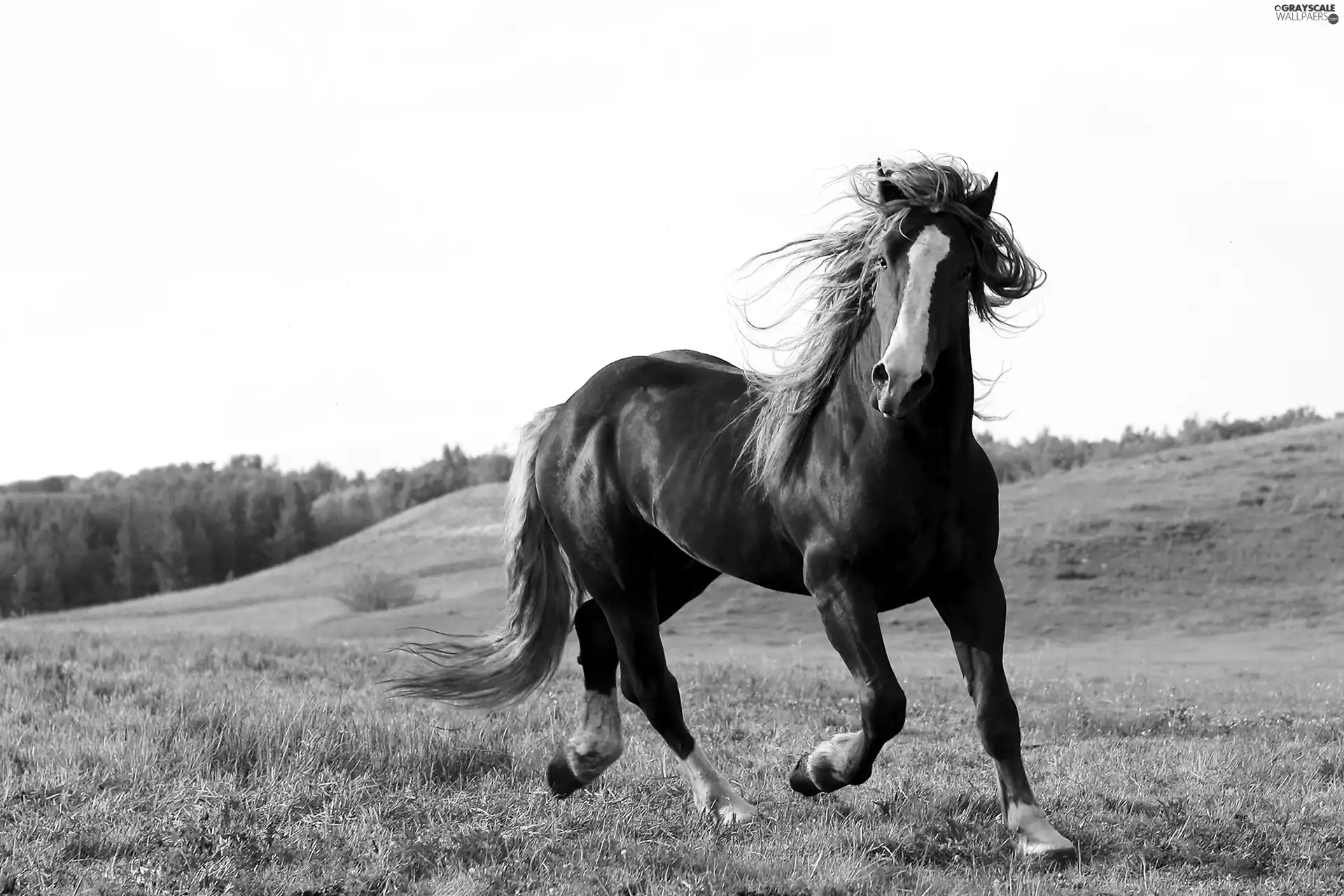trot, Horse, Meadow