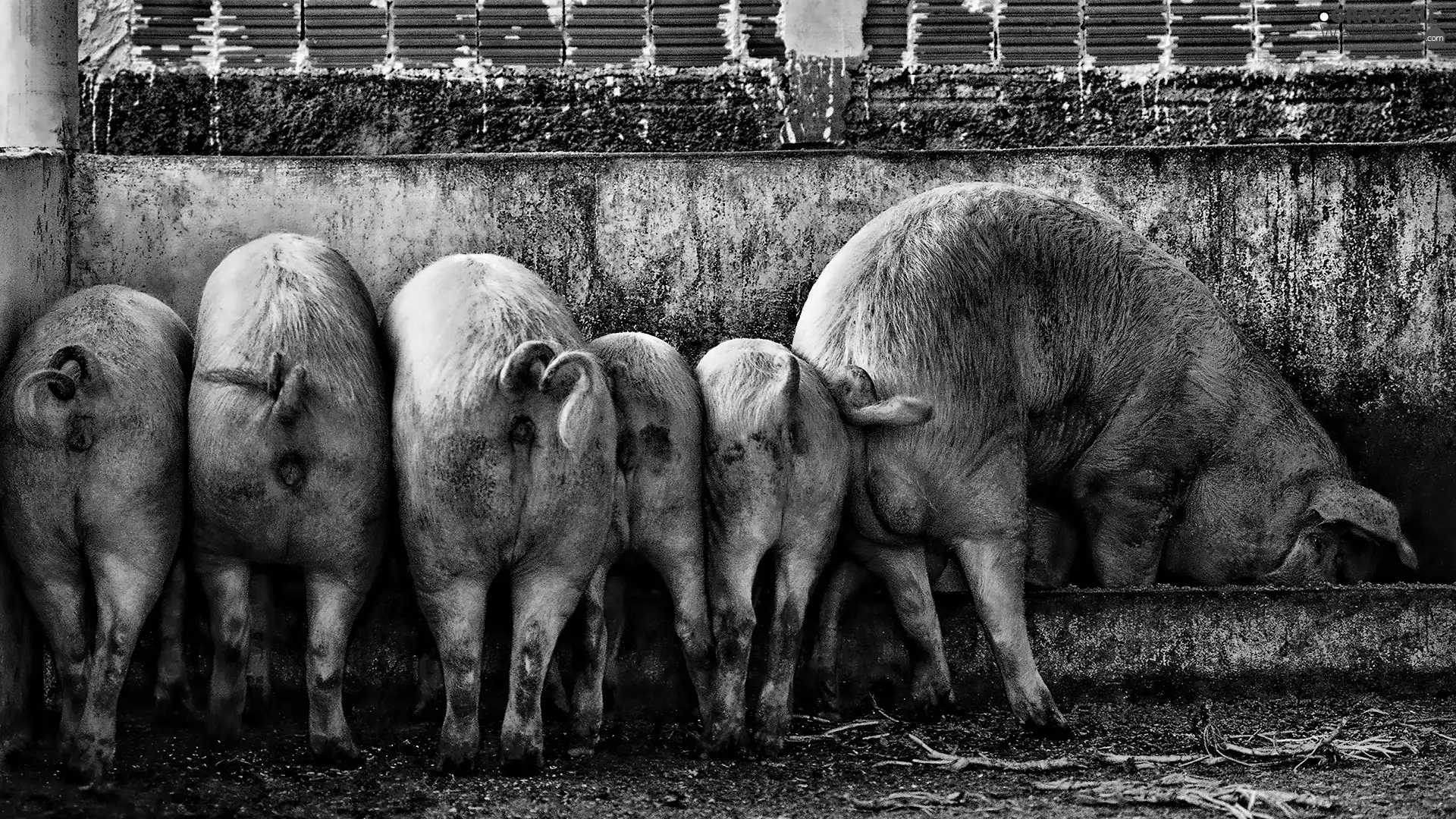 Trough, Pigs, at