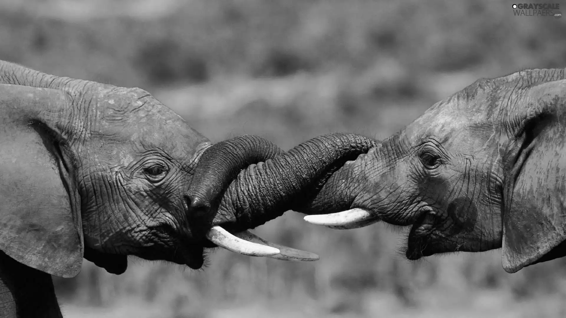 Two cars, wrapped, trumpet, Elephants